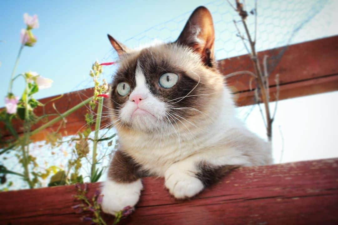 Grumpy Catさんのインスタグラム写真 - (Grumpy CatInstagram)7月10日 6時25分 - realgrumpycat