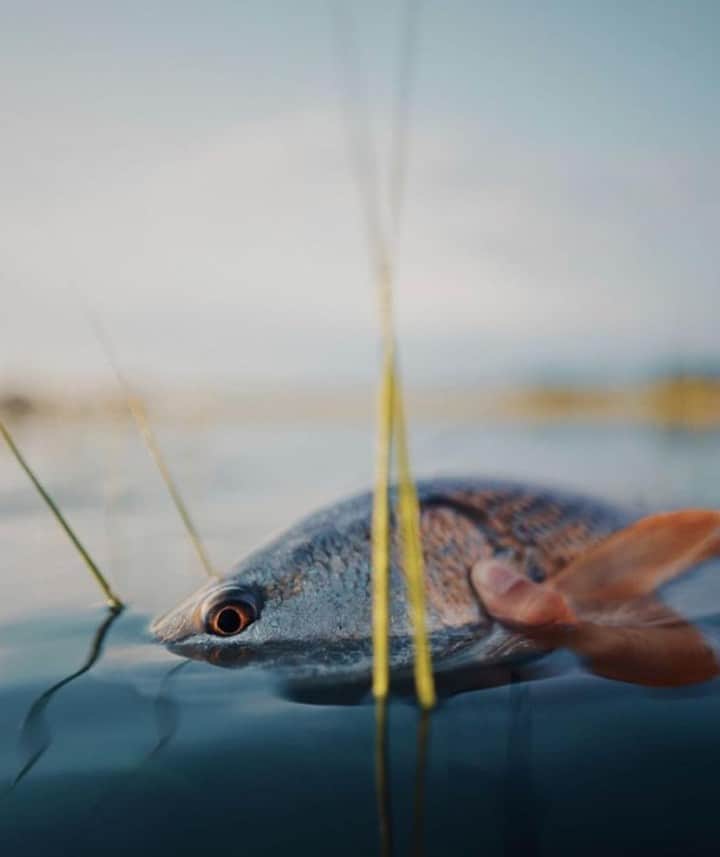 のインスタグラム：「Lowcountry looker. 📷: @ghostwatersc #SeeWhatsOutThere #BornOnTheWater」