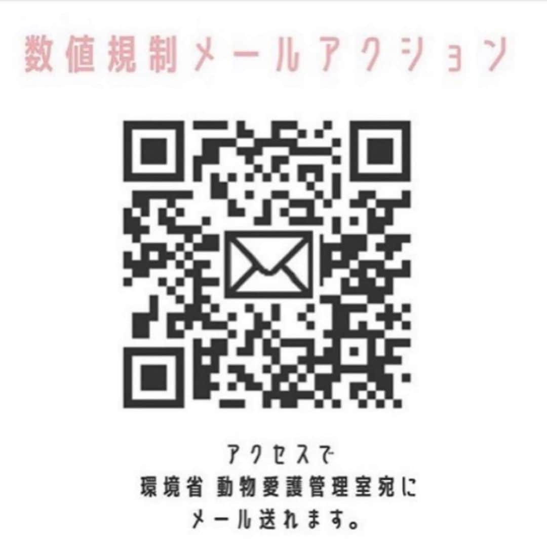 shibainu berryさんのインスタグラム写真 - (shibainu berryInstagram)「今月中に〝数値規制〟の素案が決まります‼️ 明日までです(7/10) 3枚目にQRコードがあります。 このQRコードを読み込めば簡単にメール送信できますので是非ご協力お願いします🙏 ・ #Repost @hana_matsushima_animal with @get_repost ・・・ : リポストさせて頂きます‼️ . 一旦、とんでもない数値に決まってしまうと取り返しがつきません。 10年間くらいは、また動物たちは生き地獄です。 . 繁殖犬猫を入れるゲージの数値だけをみても身動きするのもままならない数値です。 そこで繁殖させるためだけに生かされる子達。 . 声をあげられるのは今だけです‼️ . 詳しい数値規制の内容は﻿ @vanilla_2512﻿ @vivace_f﻿ さんが投稿して下さっていますので、ご参照頂けますようお願いします。 . . #花アニマル #世界基準の数値規制 . . @negiko888 #Regram #Repost via @PackeDApp #PackeDApp 今まで、どんなに苦しいお気持ちで、毎日を過ごされてきたのでしょう。 私も同じようにこの繁殖犬の現実を、知ってから締めつけられる気持ちの日々を送っていました。  ですが、業者団体と戦おう！繁殖犬猫の幸せの為に頑張ろうと決めた時から、 不思議と力と勇気が湧いてきました。  リポストさせていただきます。  #repost @naraaaaa_sion via @PhotoAroundApp ～ハガキアクション～﻿ ﻿ 動物たちの代わりに、声を上げませんか？﻿ 画像２枚以降、ショッキングですがこれが現実です。 ﻿ ﻿ 現在、環境省を中心に繁殖犬・繁殖猫の具体的な飼育基準を定める「数値規制」の改正が検討されています。 ﻿ ペットショップに並ぶ可愛い犬猫の親たちの現状を知っていますでしょうか…﻿ 信じられないような劣悪な環境の中、ボロボロの体で何度も赤ちゃんを産まされます。﻿ 水や食事もろくに与えてもらえず糞尿にまみれ、声帯を切られ声も上げられず、ただの生産マシーンにされています。﻿ 振り返ることも横になることもできない狭いゲージで、﻿ 酷い皮膚病でも骨折していても眼球が白く濁り飛び出ていても、それでも産まされます。﻿ 素人により繰り返し行われる麻酔無しの帝王切開によって内臓は癒着しています。﻿ お腹をホチキス止めされている子もいます。﻿ 重度の栄養失調によって被毛はなく歯は抜け落ち、顎まで溶けていくのです。﻿ そして産めなくなったら山中に遺棄もしくは冷蔵庫へ…﻿ 太陽の光を見たこともないまま、お散歩も知らないまま、ゆっくり寝転がったこともないまま、愛に触れることなく一生を終えるのです。﻿ それを強いられています。﻿ 優良ブリーダーはわずか一割にも満たないと言われており、このような悪徳業者や悪徳ブリーダーがはびこっているのが紛れもない現実です。 ﻿ ﻿ 一部情報によると、このままでは利益最優先で虐待に近い﻿ 「ペット業界側の意見」に傾いてしまいそうとのこと…。﻿ これでは改正ではなく悪い方に向かってしまいます。﻿ 一度決まってしまえば犬猫たちは生き地獄です。﻿ また、次の改正が何年後になるかは分かりません。﻿ 気の遠くなるような年月を過ごすことが決定してしまうのです。﻿ 少しでも良い方向へ向かうためには、６月末の素案で大体の数値が決まってしまう前に一人でも多くの声が必要です。﻿ 時間がありません。本当に今しかありません。 ﻿ ﻿ 今までの私は…﻿ 痛ましい画像を目にする度に頭から離れず心が苦しくなりました。﻿ 胸を痛めて泣くことしかできず、ずっと現実に目を背けてきました。﻿ ですがもうそれはやめにします。﻿ 私自身、初めて　ハガキアクション・電子署名　を行いました。﻿ 辛い現実を知って泣いているだけでは変わらないと思ったからです。﻿ 実際に辛くて痛くて苦しい思いをしているのは私ではなく犬猫たちです。﻿ こうしている今も、地獄のような思いで過ごしている動物たちがいます。﻿ 人間がやっていることは人間にしか変えられません。 ﻿ 全ての人に動物を好きになれとは言いません。﻿ でも傷つけることは許せません。﻿ 動物たちには心があります。﻿ すぐには変えられないかもしれないけど、これ以上苦しんで欲しくありません。﻿ 声を上げなければ加担しているのと同じです。 ﻿ 一人でも多くの方のお心が必要です。﻿ 力を合わせ、世の中が無視できない大きな力になるしかありません。 ﻿ ﻿ 長々とすみません。﻿ どうかよろしくお願い致します。 ﻿  #数値規制﻿ #動物愛護活動﻿ #繁殖﻿ #犬#猫#繁殖犬﻿」7月9日 22時04分 - shibainu.berry