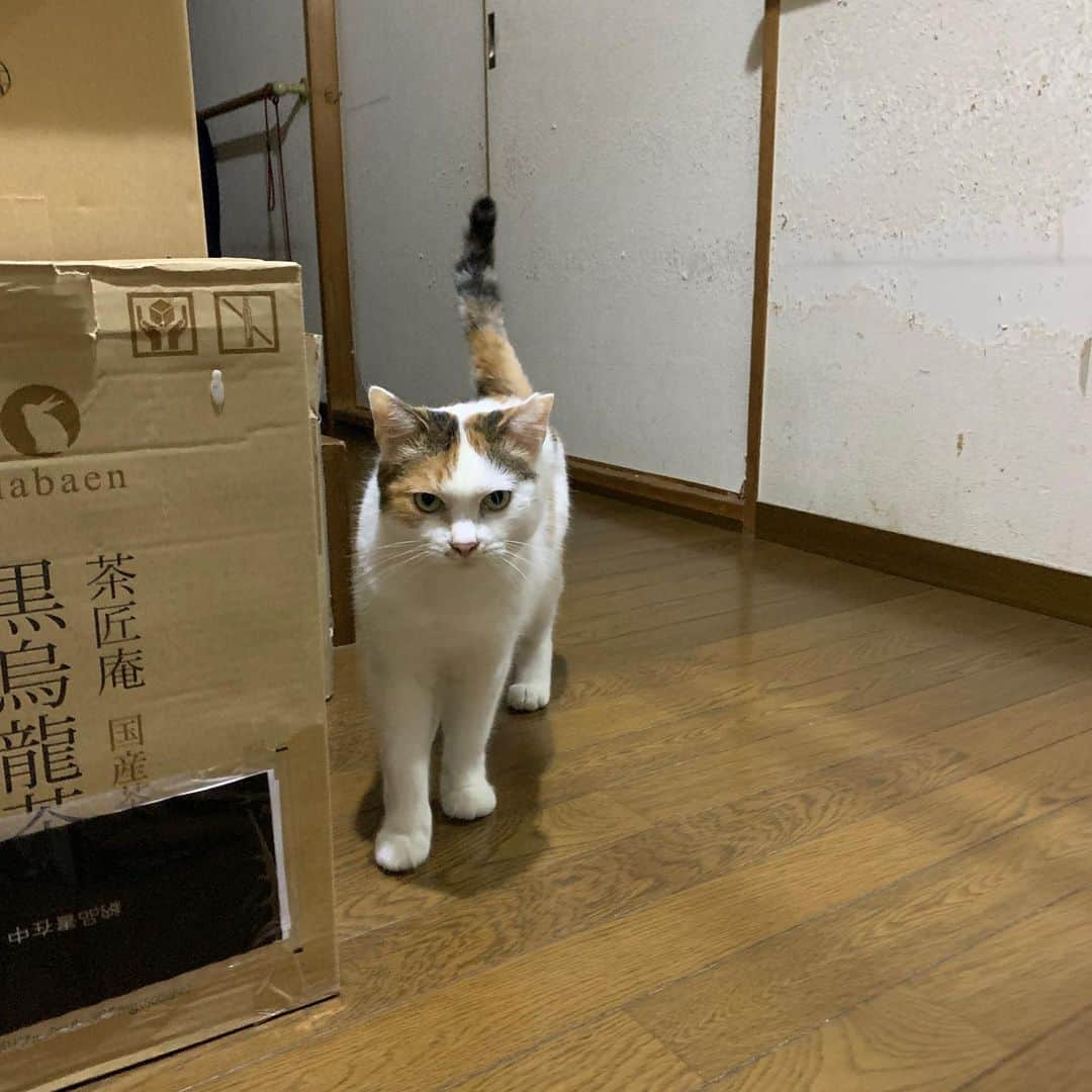 Kachimo Yoshimatsuさんのインスタグラム写真 - (Kachimo YoshimatsuInstagram)「夜、家に帰ったら、玄関に居た。  When I got home at night, Mikeko was at the front door.  #うちの猫ら  #mikeko #猫 #ねこ #cat #ネコ #catstagram #ネコ部 http://kachimo.exblog.jp」7月9日 21時59分 - kachimo
