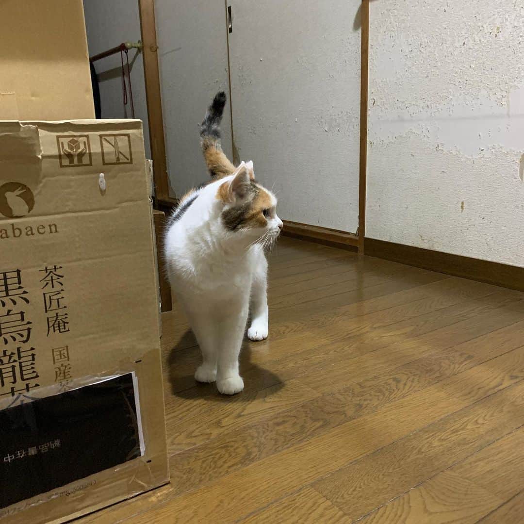 Kachimo Yoshimatsuさんのインスタグラム写真 - (Kachimo YoshimatsuInstagram)「夜、家に帰ったら、玄関に居た。  When I got home at night, Mikeko was at the front door.  #うちの猫ら  #mikeko #猫 #ねこ #cat #ネコ #catstagram #ネコ部 http://kachimo.exblog.jp」7月9日 21時59分 - kachimo