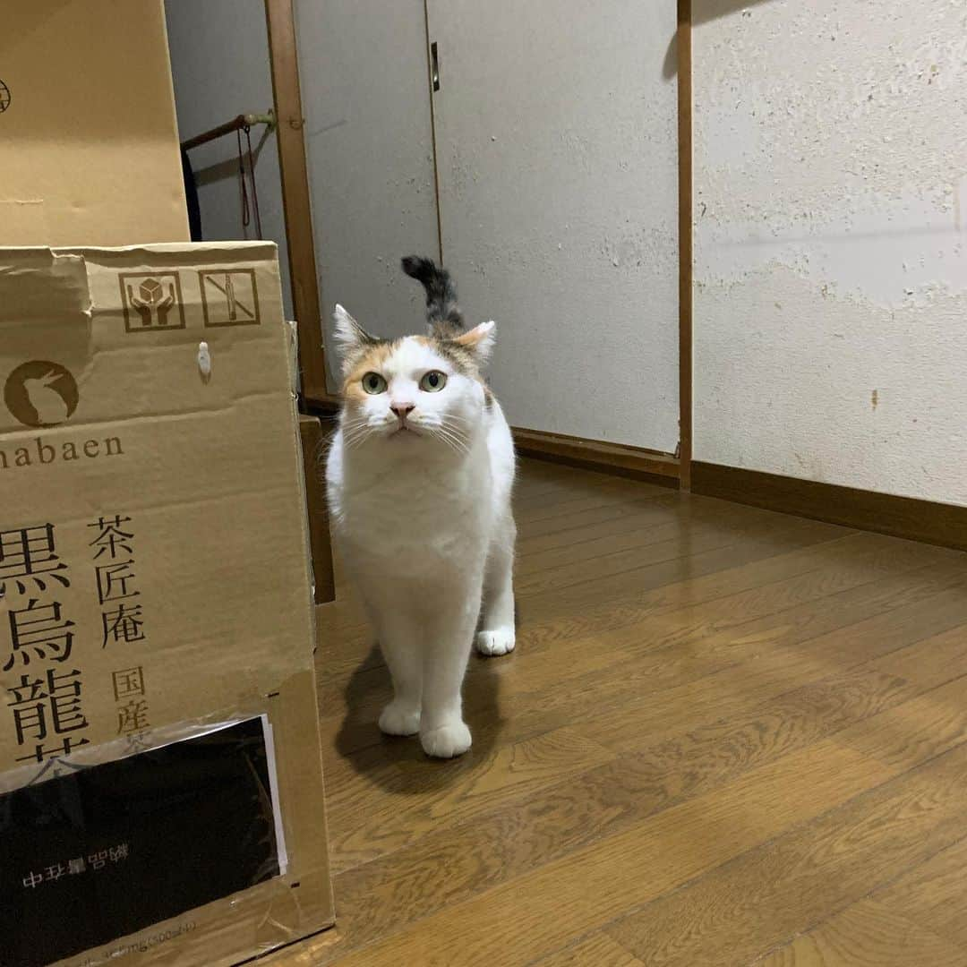 Kachimo Yoshimatsuさんのインスタグラム写真 - (Kachimo YoshimatsuInstagram)「夜、家に帰ったら、玄関に居た。  When I got home at night, Mikeko was at the front door.  #うちの猫ら  #mikeko #猫 #ねこ #cat #ネコ #catstagram #ネコ部 http://kachimo.exblog.jp」7月9日 21時59分 - kachimo