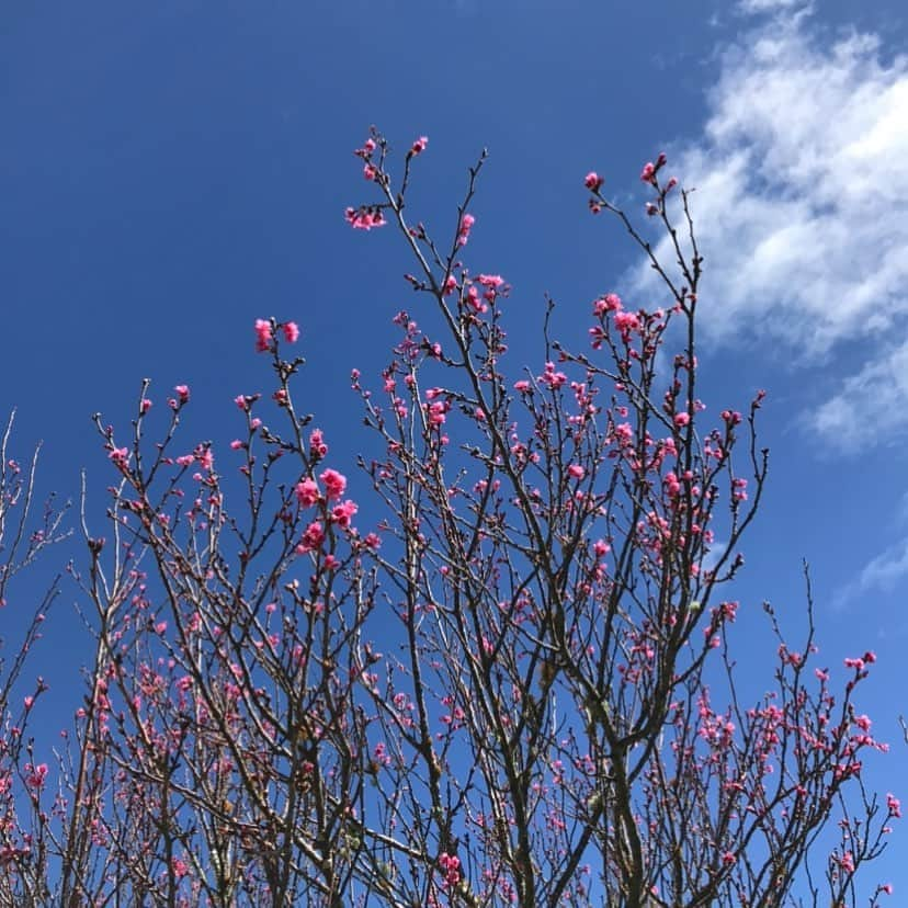 美城れんのインスタグラム：「今日は…今年2月のハワイ島の桜祭りの桜と青空を…😌✨🌸　 ハワイ島ヒロもほんとよく雨が降ります、何日も雨の日も…ですが…ずーーーーっと降っているわけではなく いつか必ず晴れる😌🌈✨  毎日雨が降り続きますが、皆様安全であります様に… 🙏🙏🙏 今日も、全てに感謝😌🙏 mahalo🌈」