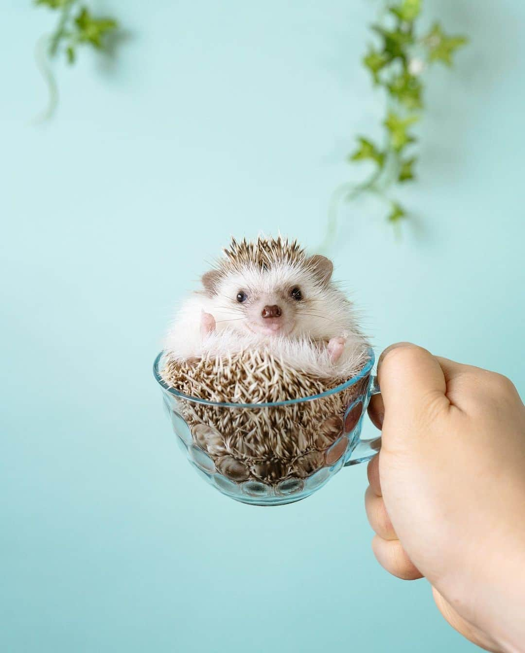 ダーシーさんのインスタグラム写真 - (ダーシーInstagram)「Koala has grown from spoon-size to cup-size☕️💙」7月9日 22時41分 - darcytheflyinghedgehog