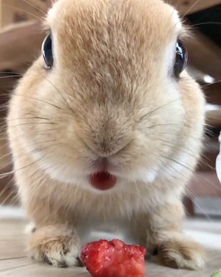 yun.ゆんのインスタグラム：「march.lemon🐻🍋 たくさん食べてましゅよ〜。🍓🥬 スローモーションで、揺れるほっぺ、お口の中丸見えでした。 😂 . . . . たくさん食べて出して、元気に遊んだし そろそろ「ハウス！」しましょうね。💤✨ . . ♪ ♪ ♪ #スローモーション #マーチが#こわい 笑 #もぐもぐタイム  #うさぎ#ウサギ#ネザーランドドワーフ#ZIP写真部#レモン#ふわもこ部#マーチ#多頭飼い #rabbits#rabbitsofinstagram #rabbitstagram #petstagram #march#instapet#cutepetclub #instarabbit #bunnies #bunnylove #lapin #pecotv #WeeklyFluff #lemon #netherlanddwarf #dailyflufffeature#pecotv」