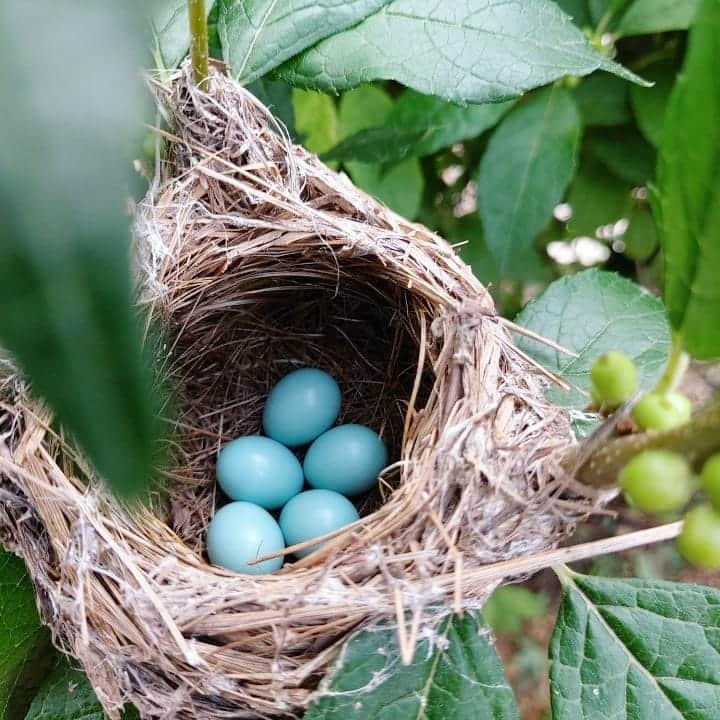 イ・シヨンさんのインスタグラム写真 - (イ・シヨンInstagram)「우리 아빠엄마농장에👨‍🌾👩‍🌾 새가 둥지를 트고 알을 낳았다💛🌿 헐! 이게뭐죠?🥚 엄마는 참새가 품는걸 봤다며 알색깔이 너무 예뿌다하는데 아빠는 그게무슨 말같지않은소리냐며 참새알 아니라고 두분 싸우시고😅  혹시 파랑새애??????🐦🐦🐦🐦🐦 어쩜 이렇게 예쁘죠?😍 여러분은 아시나요?????!!!!!! #알랴줘요 #정말로 #파랑새 ? #이렇게색이예쁘다고요?  혹시 엄마새랑 아기들에게 안좋을수있으니 최대한 방해안하고 그냥 지켜보기로 했어요ㅎㅎ👀👀👀 언른 보고싶다😊🙌💛 다섯마리 모두다 잘 부화해야해!!💗🙏😆」7月9日 23時13分 - leesiyoung38