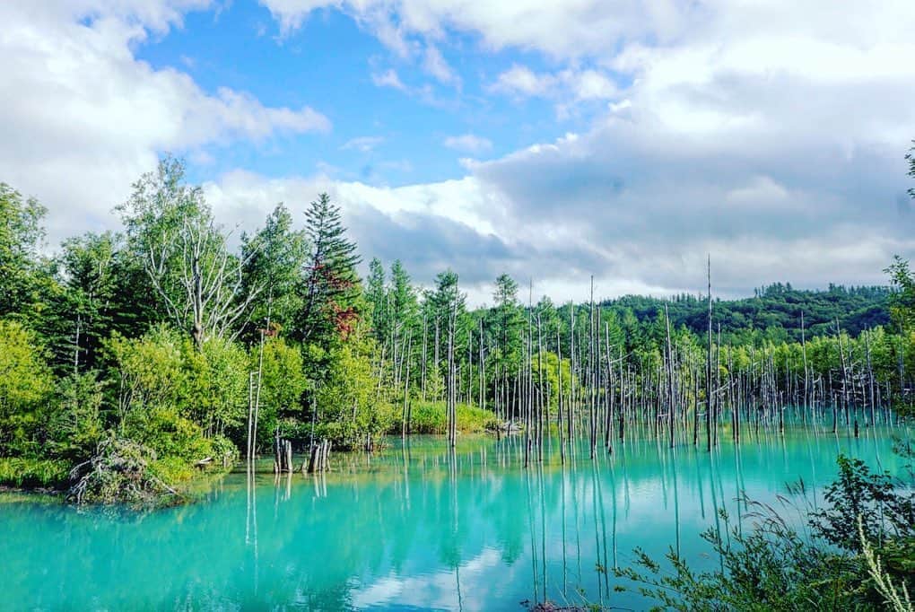 渡辺由布子さんのインスタグラム写真 - (渡辺由布子Instagram)「🦋💎🧿🧊💧❄️🧚🏻 ・ 光の射す角度やほんの少しの風、 絶妙な加減によって、 幾重にも"青"の色を変えて見せる、 池と樹木が織り成す、 美しくも幻想的な池。  今年は外国人観光客が不在だから ゆっくり観光できるチャンスかも。  #青い池 #白金青い池  #美瑛  #死ぬまでに行きたい日本の絶景 #日本再発見 #blue #blueriver #pond #reflection  #instatravel  #japantrip #discoverjapan  #discoverhokkaido  ・ ・ 📍 #Biei #Hokkaido #🇯🇵」7月9日 23時24分 - watanabe_yuko