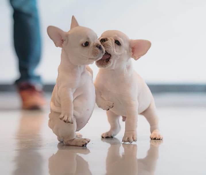 French Bulldogさんのインスタグラム写真 - (French BulldogInstagram)「French Kiss 😘 📷 @love_smile_dog Dont forget to SHARE this cute photo to your friends! . . . . . #frenchbulldog #frenchie #frenchiesofinstagram #dogsofinstagram #frenchies #dog #frenchielove #bulldog #puppy #frenchiepuppy #dogs #frenchbulldogsofinstagram #frenchieoftheday #frenchiesociety #frenchielife #frenchbulldogs #bulldogfrances #puppylove #instadog #frenchiegram #dogstagram #bulldogs #bulldogfrances #instafrenchie #puppies #puppiesofinstagram #bulldogsofinstagram #bouledoguefrancais #babyfrenchie #cutefrenchie」7月9日 23時26分 - frenchie.world