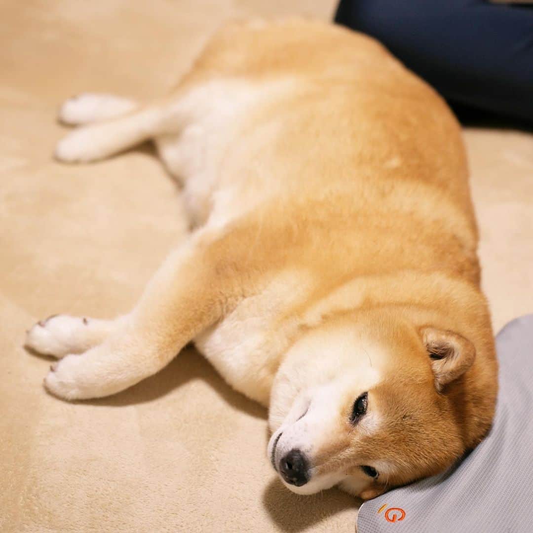 まる（まるたろう）さんのインスタグラム写真 - (まる（まるたろう）Instagram)「Good night!✨🐶💤✨なんかマクラが低いな〜と思ったら #パパが座っても卵が割れない座布団だ #パパがテレビ見て買ってた #アイツすぐ騙されるからな🙄」7月10日 0時10分 - marutaro