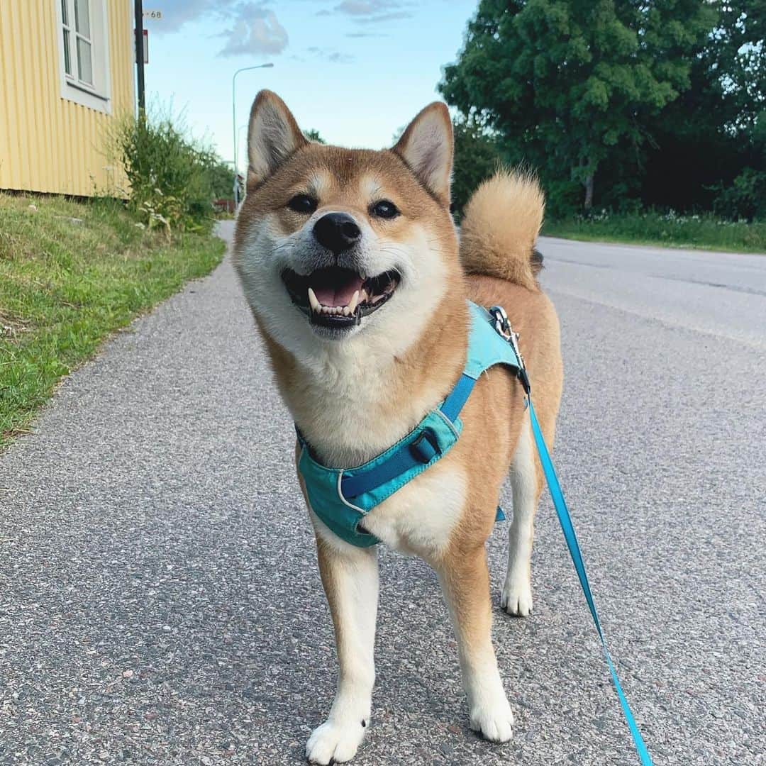 ?Fricko the Shiba Inu?のインスタグラム：「How’s your day hoomans😆😆   🐾 🐾 🐾 #Fricko #🐶 #☀️ #shiba #shibainu #dog #柴犬 #赤柴  #adorable #shibalovers #shibaholics  #dogoftheday  #weeklyfluff #aww #dogstagram  #dogscorner #puppiesofinstagram #shibapuppy」