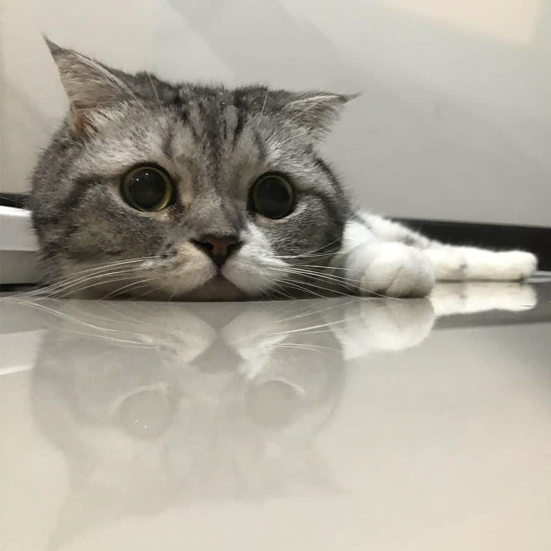 KATSUOのインスタグラム：「👀👀👀 . #cat #catstagram #catsofinstagram #instacat #cutecat #katsuo」