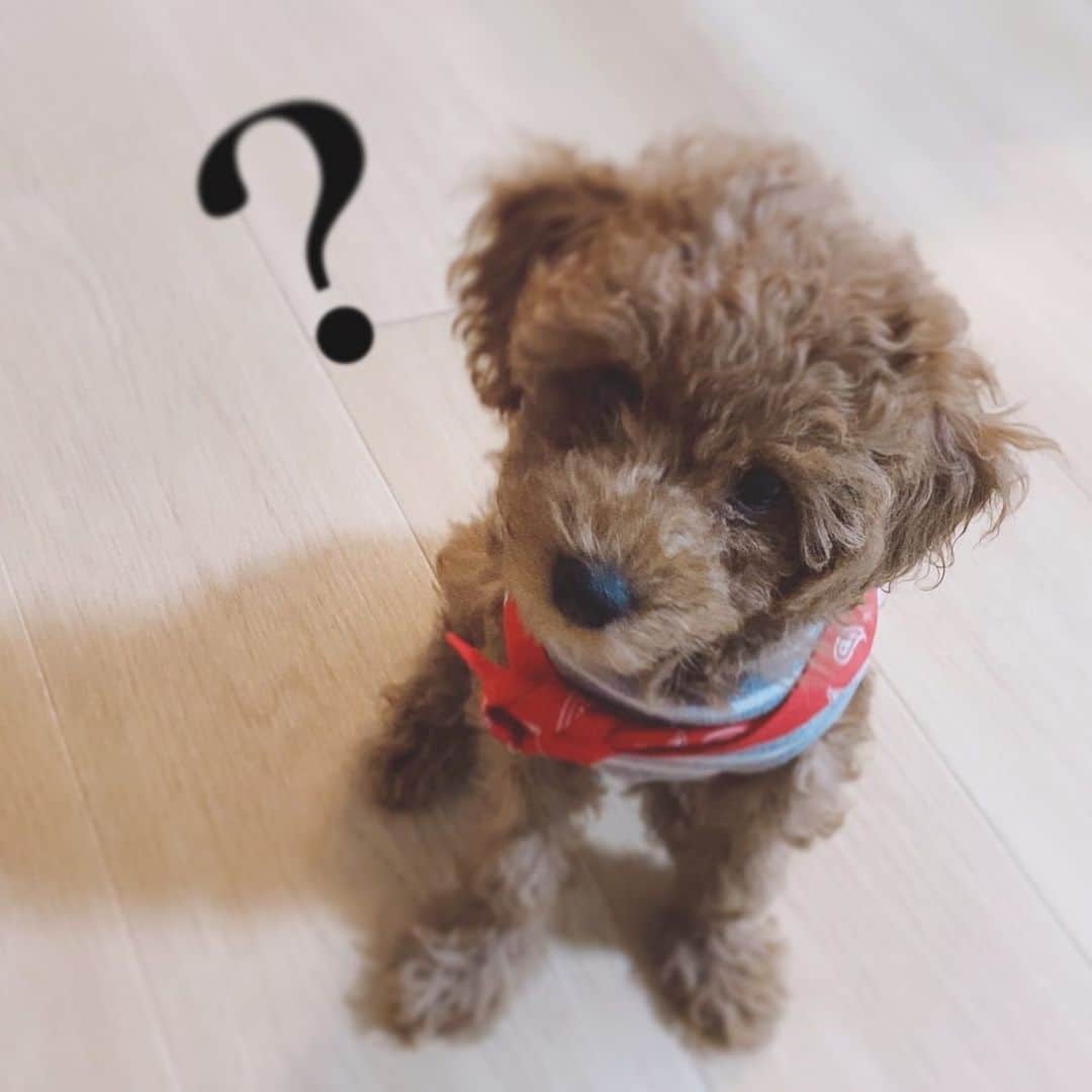 のインスタグラム：「？？🐶💗  #いぬすたぐらむ  #🐶 #いぬのいる暮らし  #ごりえ #福岡　#中洲　#キャバクラ」