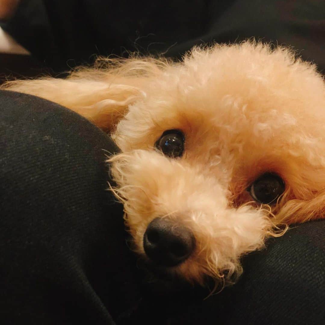 多岐川華子さんのインスタグラム写真 - (多岐川華子Instagram)「今日もとっても可愛かった。 #dog #toypoodle #もなか #トイプー #トイプードル #トイプードルおんなのこ #1歳5ヶ月」7月10日 0時39分 - hanako__official