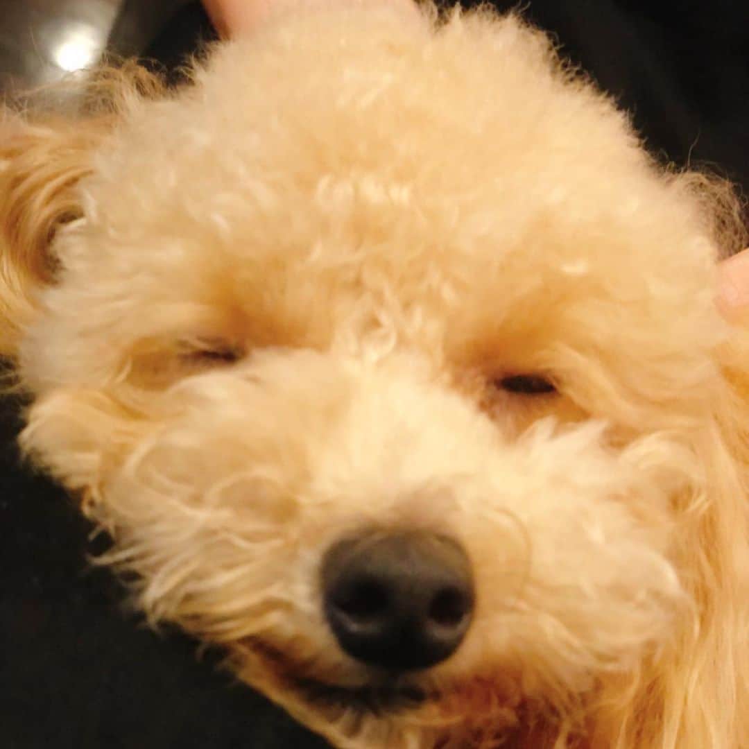 多岐川華子さんのインスタグラム写真 - (多岐川華子Instagram)「今日もとっても可愛かった。 #dog #toypoodle #もなか #トイプー #トイプードル #トイプードルおんなのこ #1歳5ヶ月」7月10日 0時39分 - hanako__official