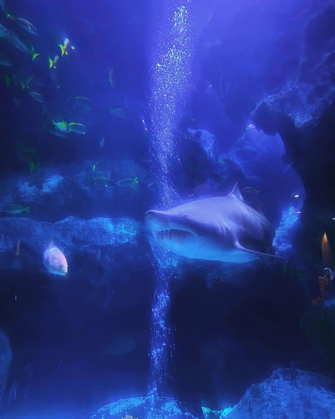 MACKA-CHINのインスタグラム：「すみだ水族館でクリスチャンラッセンみたいな写真撮れた　 I could take a picture like Christian Lassen  @Sumida_aquarium」