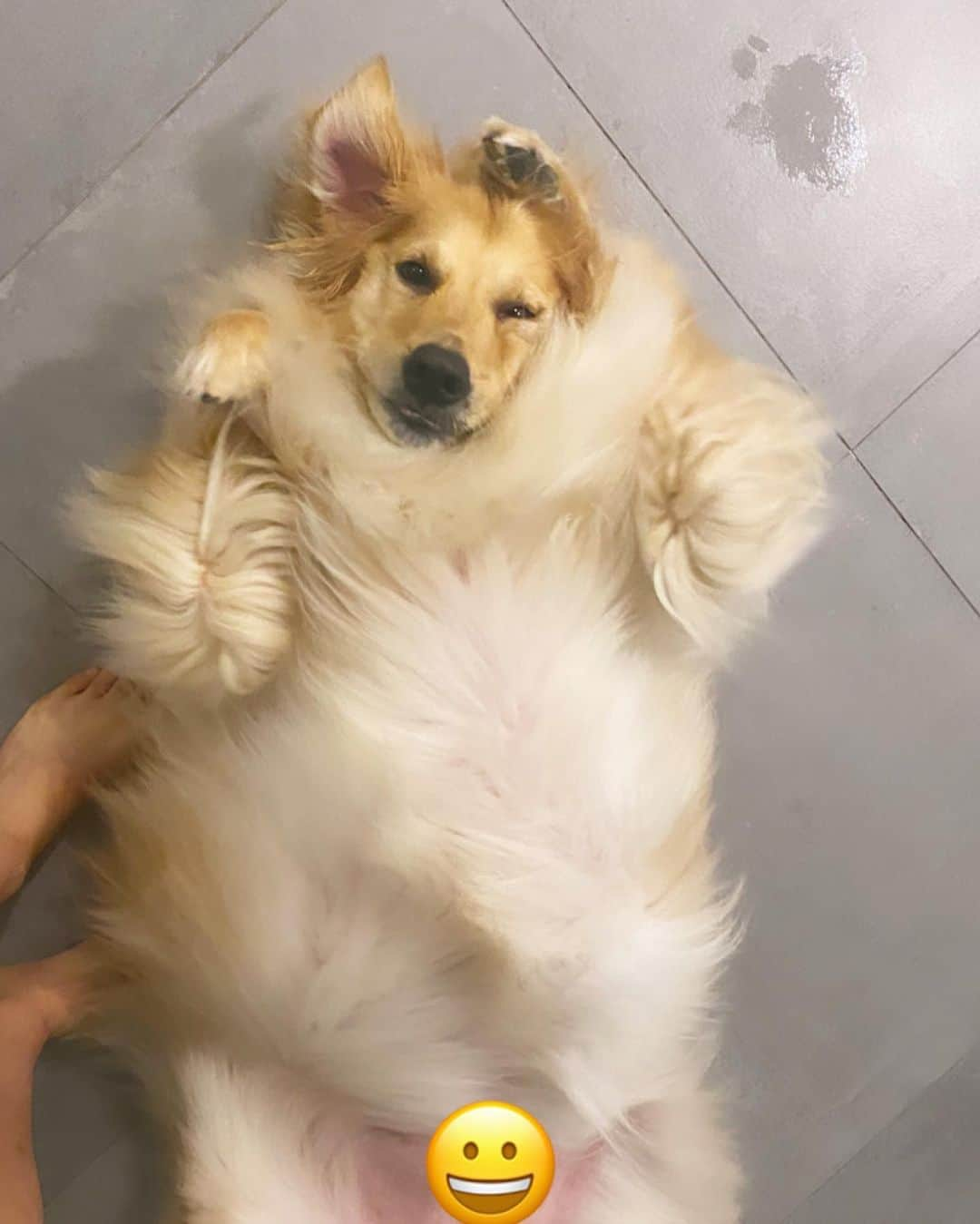 イ・ジョンシンさんのインスタグラム写真 - (イ・ジョンシンInstagram)「🦁?🐶?」7月10日 0時52分 - leejungshin91