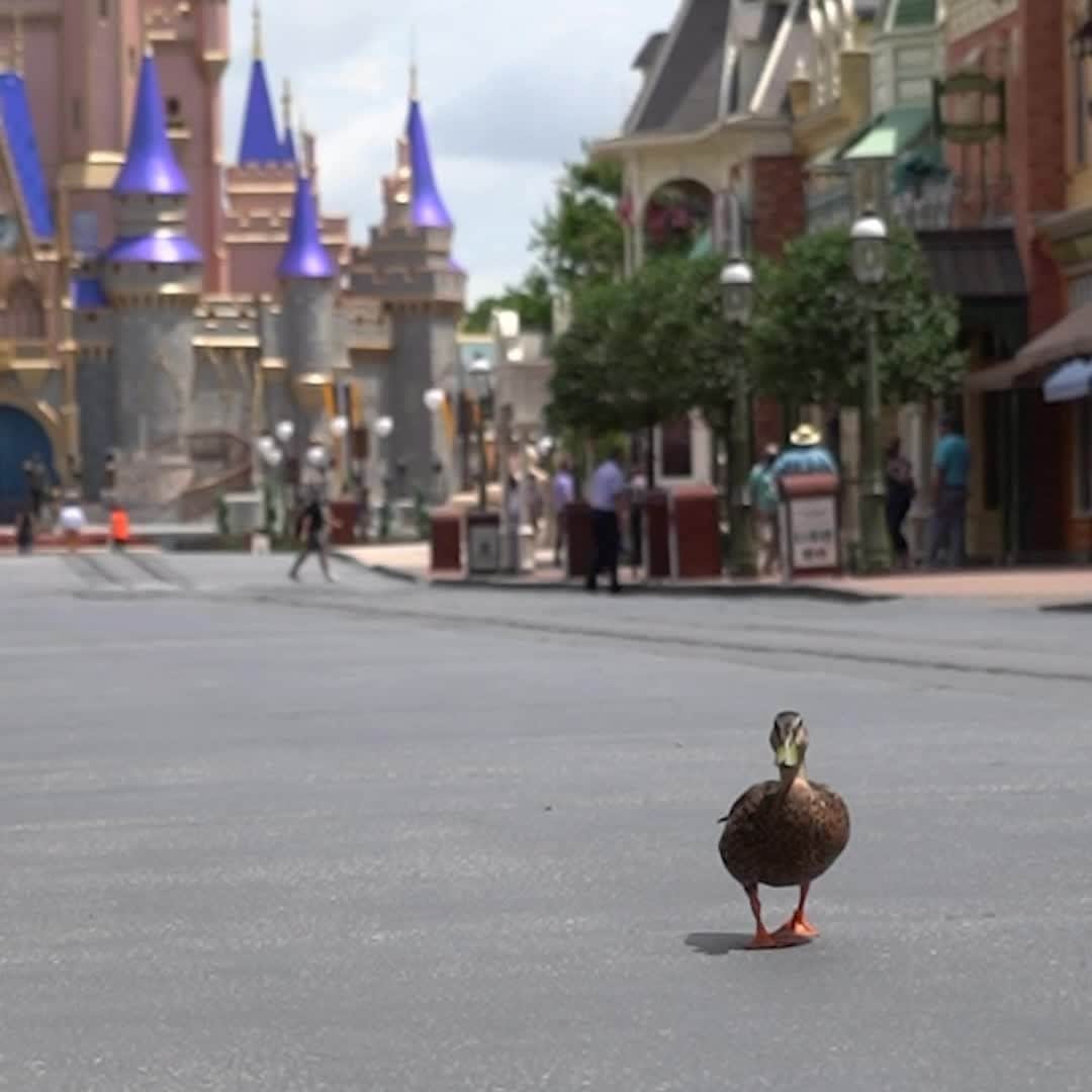 Walt Disney Worldのインスタグラム：「Ducks at Magic Kingdom Park were up at the quack of dawn, ready to welcome guests back to The Most Magical Place on Earth. 🦆 #DisneyMagicMoments ✨」