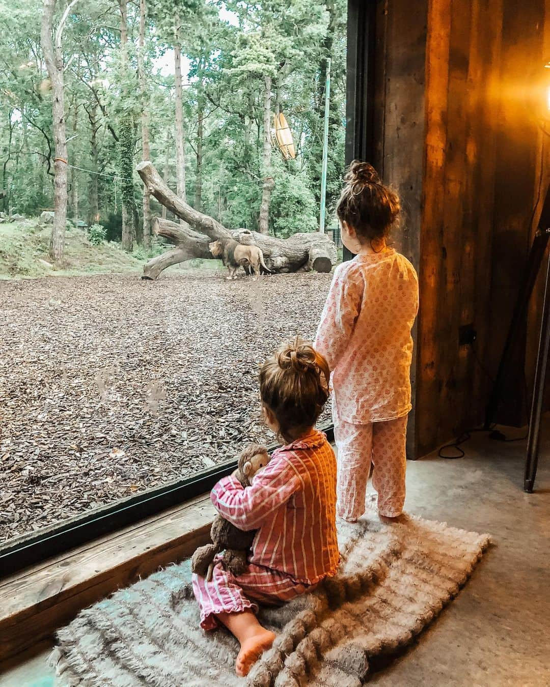 アレクサンドラ・フェルステッドさんのインスタグラム写真 - (アレクサンドラ・フェルステッドInstagram)「Had the MOST magical stay at @portlympnepark - didn’t want to leave it was incredible! ‘The Lions Lodge’ was one of the most unique, special places I’ve ever stayed in... and I couldn’t recommend it more! The best place to create memories - Defiantly one for the bucket list!🦁   In recent years The Aspinall Foundation has released 8 black rhino, 12 grizzled langurs, 90 ebony langurs, 33 Javan gibbons, 11 European bison and over 70 western lowland gorillas back to their native homelands.  They also protect 1,000,000 acres of gorilla habitat on the Bateke Plateau, operate a gorilla orphanage in Congo, run a project in Madagascar protecting lemurs and manage two primate rehabilitation centres in Java. In addition, The Aspinall Foundation rescued an entire herd of elephants from an abandoned reserve in South Africa and have just become the first organisation in the world to send cheetahs born in the UK back to their ancestral home of South Africa for rewilding.   What an incredible foundation 🙏🏼💙 Absolute honour to have witnessed it all. Will 100% be back next year to see what they’ve got coming up next ;)!!! @theaspinallfoundation #gifted」7月10日 1時11分 - binkyfelstead