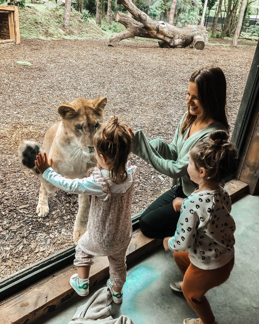 アレクサンドラ・フェルステッドさんのインスタグラム写真 - (アレクサンドラ・フェルステッドInstagram)「Had the MOST magical stay at @portlympnepark - didn’t want to leave it was incredible! ‘The Lions Lodge’ was one of the most unique, special places I’ve ever stayed in... and I couldn’t recommend it more! The best place to create memories - Defiantly one for the bucket list!🦁   In recent years The Aspinall Foundation has released 8 black rhino, 12 grizzled langurs, 90 ebony langurs, 33 Javan gibbons, 11 European bison and over 70 western lowland gorillas back to their native homelands.  They also protect 1,000,000 acres of gorilla habitat on the Bateke Plateau, operate a gorilla orphanage in Congo, run a project in Madagascar protecting lemurs and manage two primate rehabilitation centres in Java. In addition, The Aspinall Foundation rescued an entire herd of elephants from an abandoned reserve in South Africa and have just become the first organisation in the world to send cheetahs born in the UK back to their ancestral home of South Africa for rewilding.   What an incredible foundation 🙏🏼💙 Absolute honour to have witnessed it all. Will 100% be back next year to see what they’ve got coming up next ;)!!! @theaspinallfoundation #gifted」7月10日 1時11分 - binkyfelstead