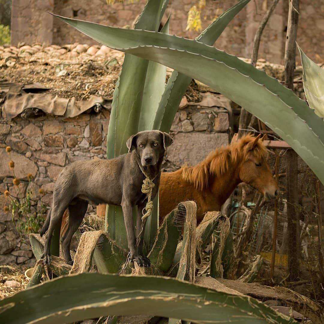 National Geographic Travelさんのインスタグラム写真 - (National Geographic TravelInstagram)「Photos by @hellokrisdavidson  As I sat sipping pulque under a warm Mexican sun, watching this guard dog and his best friend, the small horse, I felt as though I had become a character in a magical realism story. These close friends ran around playing in the yard of agave and cacti in the small pueblo of Lagunilla outside of San Miguel de Allende (the dog was on a long leash).  Pulque is a lightly alcoholic beverage made from the fermented sap within the maguey (agave) plant. Common in central Mexico, it is touted by locals as a health drink. There is a saying about pulque: Sólo le falta un grado para ser carne–it is only a bit shy of being meat. Mass production of the drink remains tricky, as attempting to bottle the fermented beverage has been met with mixed results. The beverage is best enjoyed at the site of the plant, becoming something of an immersive mystical experience. #Mexico #Agave #pulque」7月10日 1時12分 - natgeotravel