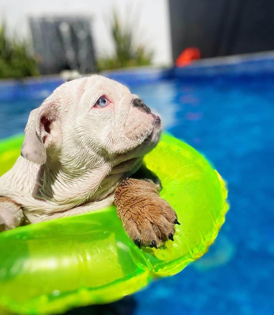 Bodhi & Butters & Bubbahのインスタグラム：「New shellphone 🐚 who dis?📱  . . . . . . #bulldog #puppy #love #summer #fun #swimming #pool #all #day #new #shell #phone #puns #smile #almost #the #weekend #dogsofinstagram #bff #bestoftheday 💗 @bulldoglio_」