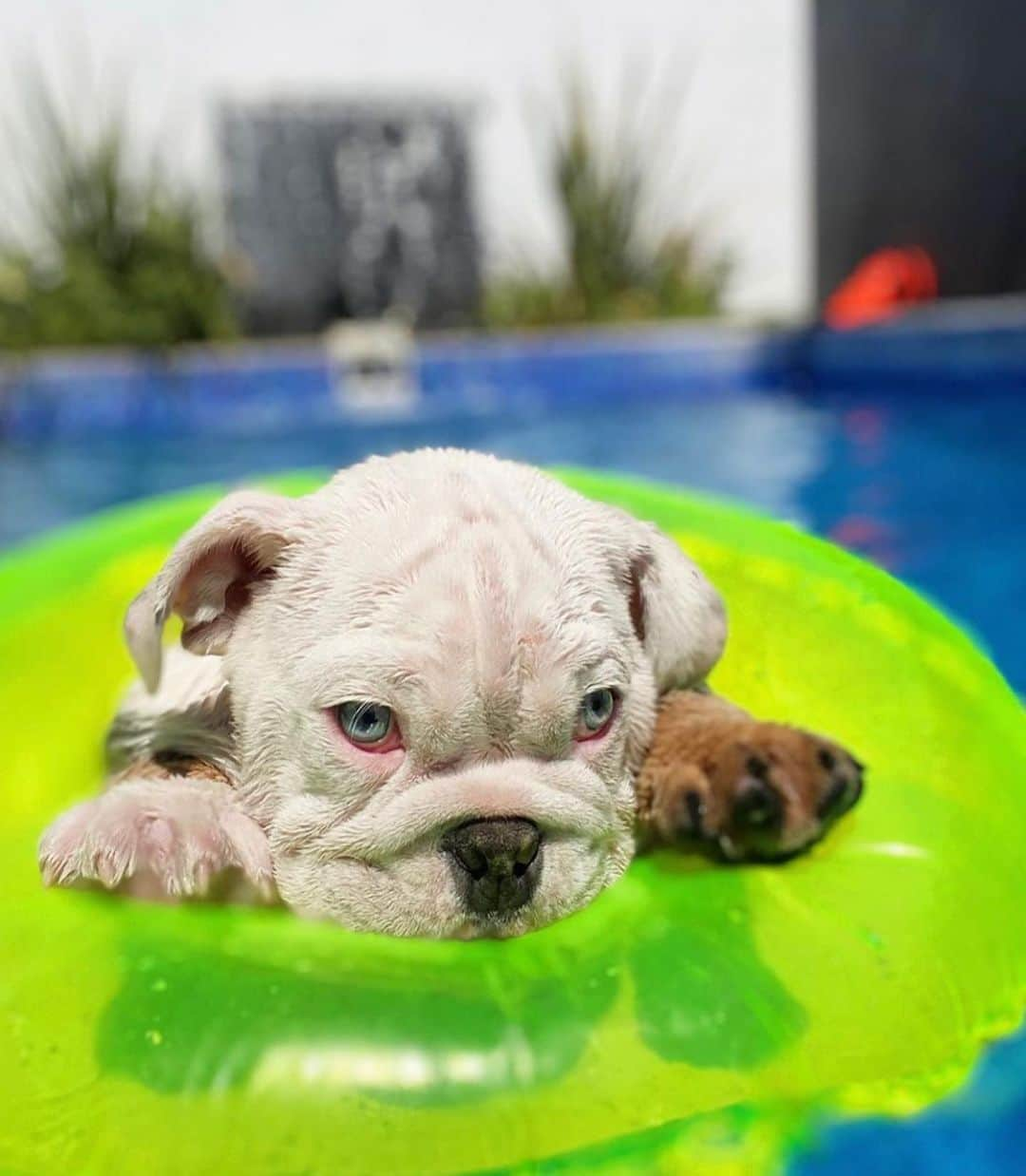 Bodhi & Butters & Bubbahさんのインスタグラム写真 - (Bodhi & Butters & BubbahInstagram)「New shellphone 🐚 who dis?📱  . . . . . . #bulldog #puppy #love #summer #fun #swimming #pool #all #day #new #shell #phone #puns #smile #almost #the #weekend #dogsofinstagram #bff #bestoftheday 💗 @bulldoglio_」7月10日 1時15分 - keonistuff