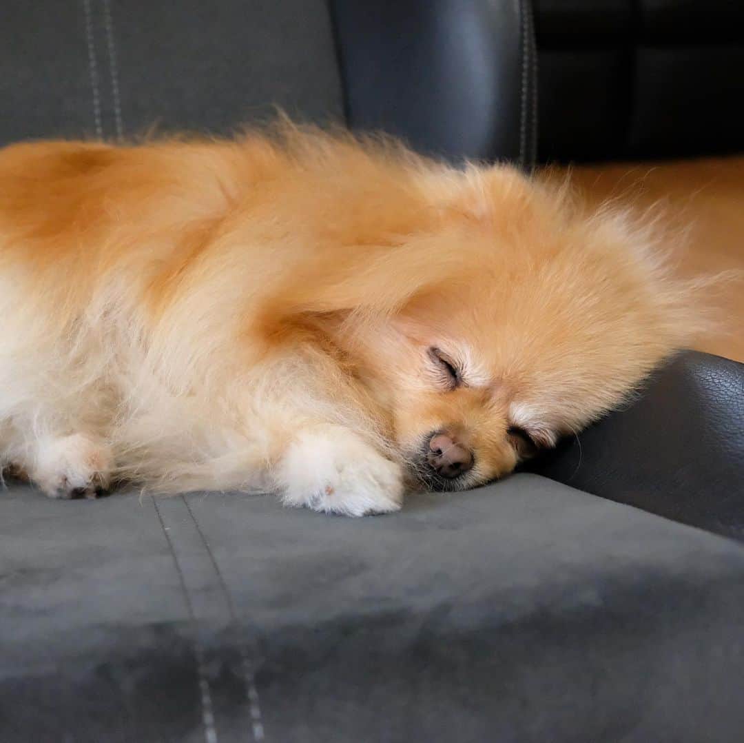 Hanaさんのインスタグラム写真 - (HanaInstagram)「むにむに… * 気持ちよさそうに寝てますね * そうなってくると 一緒に寝たくなってきます * 仕事は… * * ブログ更新しました♪ http://kedamakyoudai.blog.jp/ #Pomeranian#pom#pompom#pomstagram#pets#dogs#doglover#dogsofinstagram#dogstagram#Japan#Kawaii#fluffydog#ポメラニアン#犬#いぬら部#pecoいぬ部#포메라니안#もふもふ#ふわもこ部#cute#cutedog#funny#funnydog#いぬのきもち#犬と猫#ライブドアインスタブロガー」7月10日 6時59分 - mofu2family