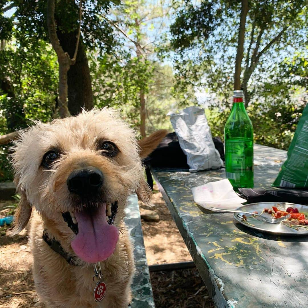 アレクサンドラ・ダダリオさんのインスタグラム写真 - (アレクサンドラ・ダダリオInstagram)「Picnic dog」7月10日 3時49分 - alexandradaddario