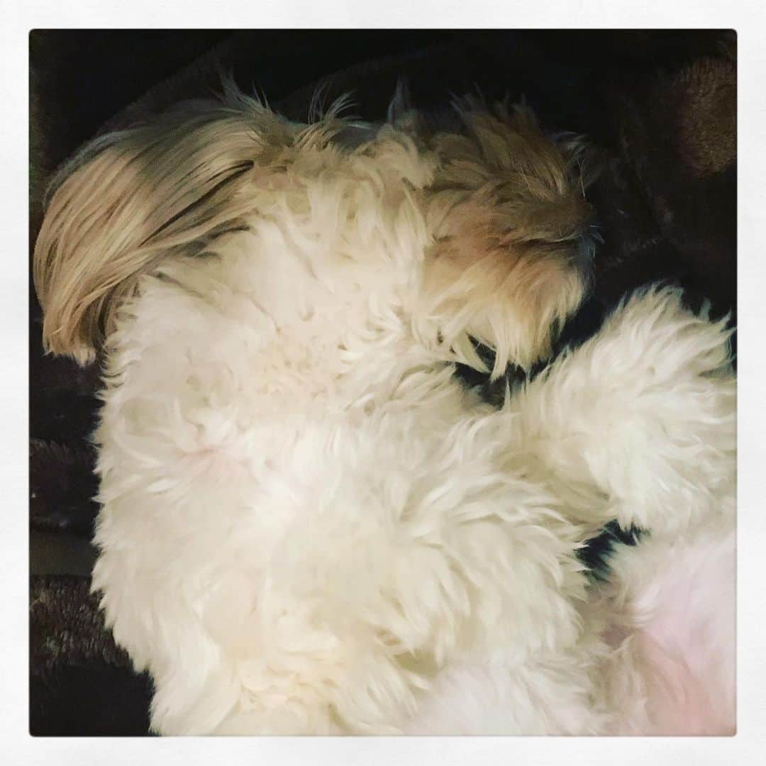 北山陽一のインスタグラム：「おやすみなさい。#きたやまおもち」