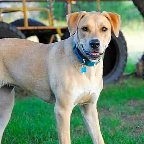 World of Labradors!さんのインスタグラム写真 - (World of Labradors!Instagram)「Lucky Lab Rescue saved Sadie Sunshine from animal control after she and her sibling were found dumped on the side of a road. When Sadie Sunshine arrived at her foster home, her foster mom quickly realized something wasn't quite right as she was limping. Lucky Lab Rescue immediately had her seen by a vet who said the Lab has a damaged patella (knee cap) and requires surgery. Sadie Sunshine is a young dog and if she does not get this surgery, she risks being in pain for the rest of her life. Please consider donating through Waggle at the link in our bio.  Waggle is an amazing organization that carefully evaluates each campaign and administers the funds directly to the vet working with the pet’s family. Any funds raised in excess of the goal get put towards other pets needing help on the site.」7月10日 4時11分 - worldoflabs