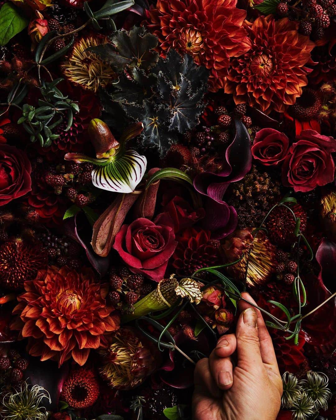 東信のインスタグラム：「Flowers #amkk #amkkproject #makotoazuma #azumamakoto #東信花樹研究所 #東信 #jardinsdesfleurs #shiinokishunsuke #flowerart #flower #flowers」