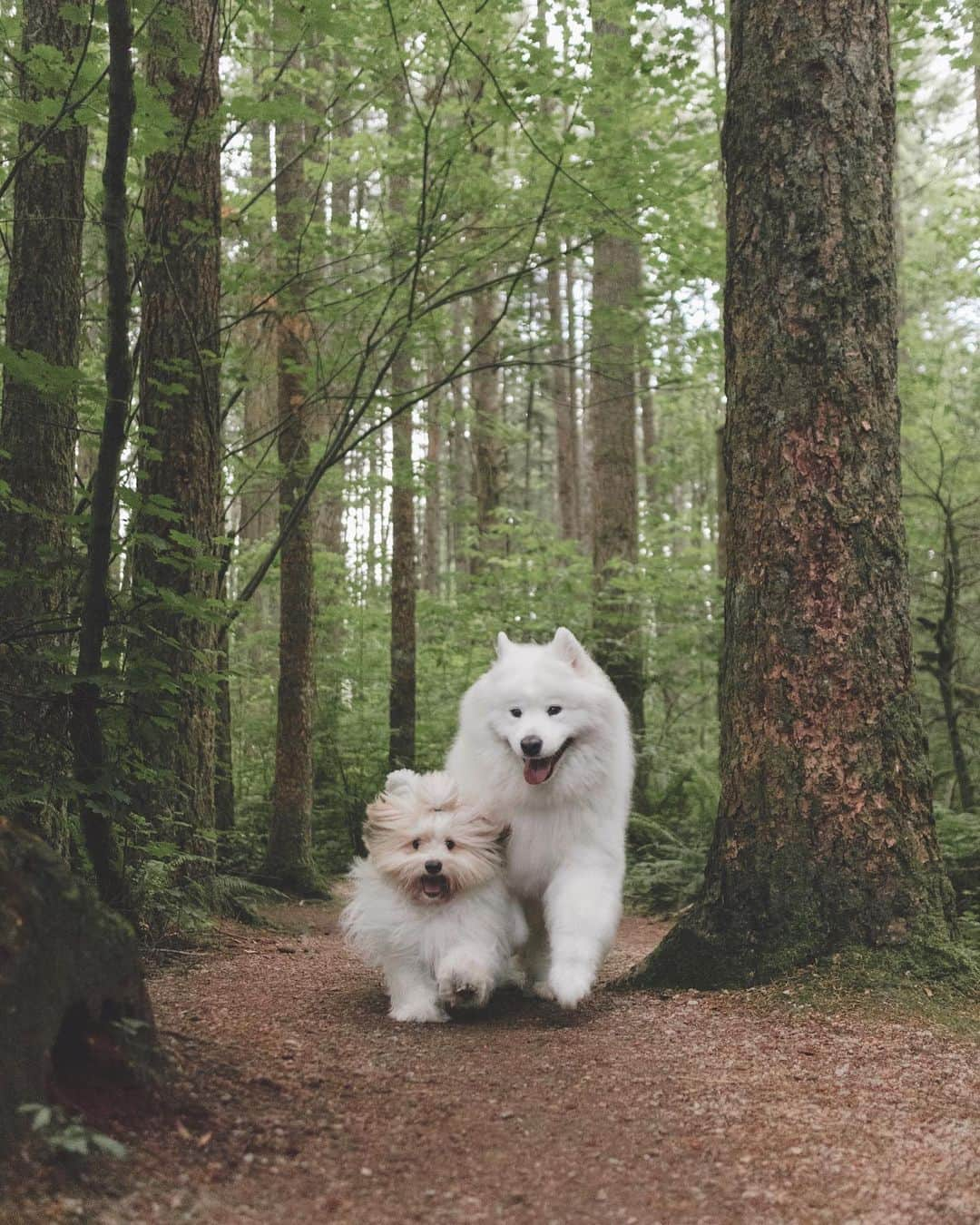 Loki the Corgiさんのインスタグラム写真 - (Loki the CorgiInstagram)「Since we’ve been spending so much time indoors these past few months, one of our goals for the summer is to take Bear and Momo on more outdoor adventures! 🐻🐶 To support their more active lifestyle, we need to be mindful of their nutrition. Eukanuba dog food is designed to supplement the active dog’s nutritional needs. They use high-quality animal proteins as the primary sources of protein in their recipes. Two paws up from Bear and Momo! 🐾 #Ad #Eukanuba #FueledByEukanuba」7月10日 5時00分 - lokistagram