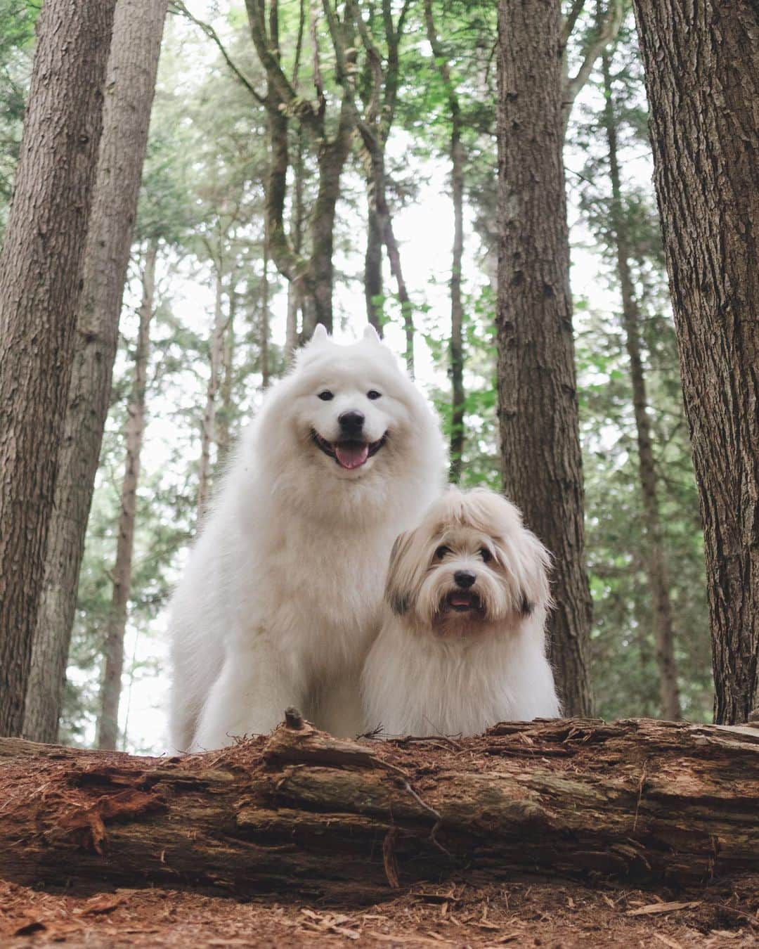 Loki the Corgiさんのインスタグラム写真 - (Loki the CorgiInstagram)「Since we’ve been spending so much time indoors these past few months, one of our goals for the summer is to take Bear and Momo on more outdoor adventures! 🐻🐶 To support their more active lifestyle, we need to be mindful of their nutrition. Eukanuba dog food is designed to supplement the active dog’s nutritional needs. They use high-quality animal proteins as the primary sources of protein in their recipes. Two paws up from Bear and Momo! 🐾 #Ad #Eukanuba #FueledByEukanuba」7月10日 5時00分 - lokistagram