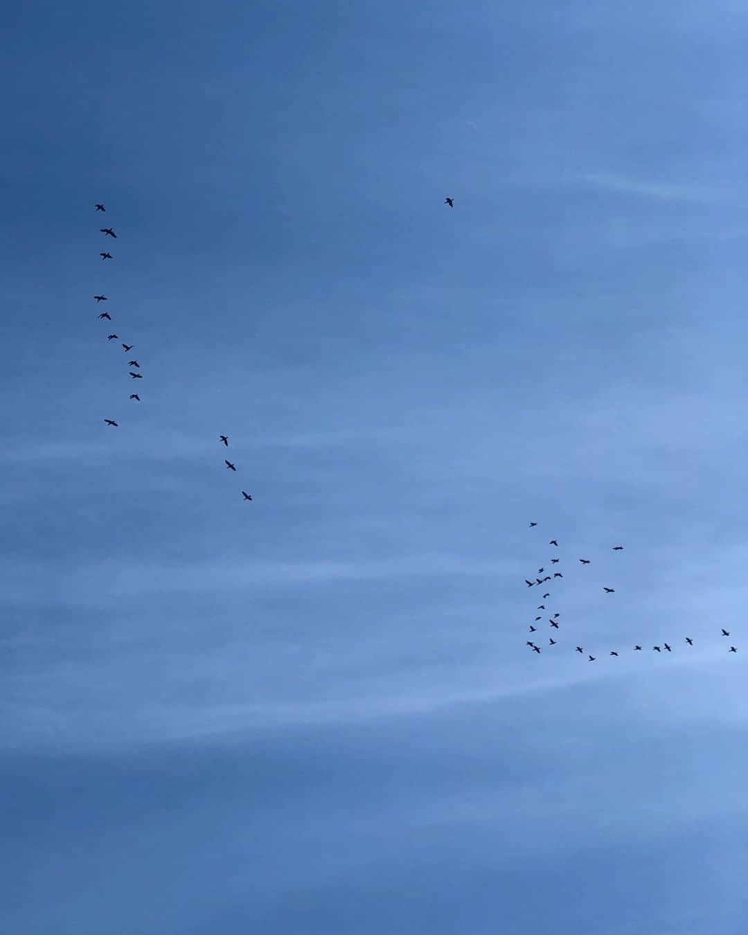ペドロガルシアさんのインスタグラム写真 - (ペドロガルシアInstagram)「"Birds in flight remind us of the ability of progress as a community" @aka.kimbui. #thesimplethings #pedrogarciashoes #parsonsneakers #madeinspain」7月10日 5時00分 - pedrogarciashoes