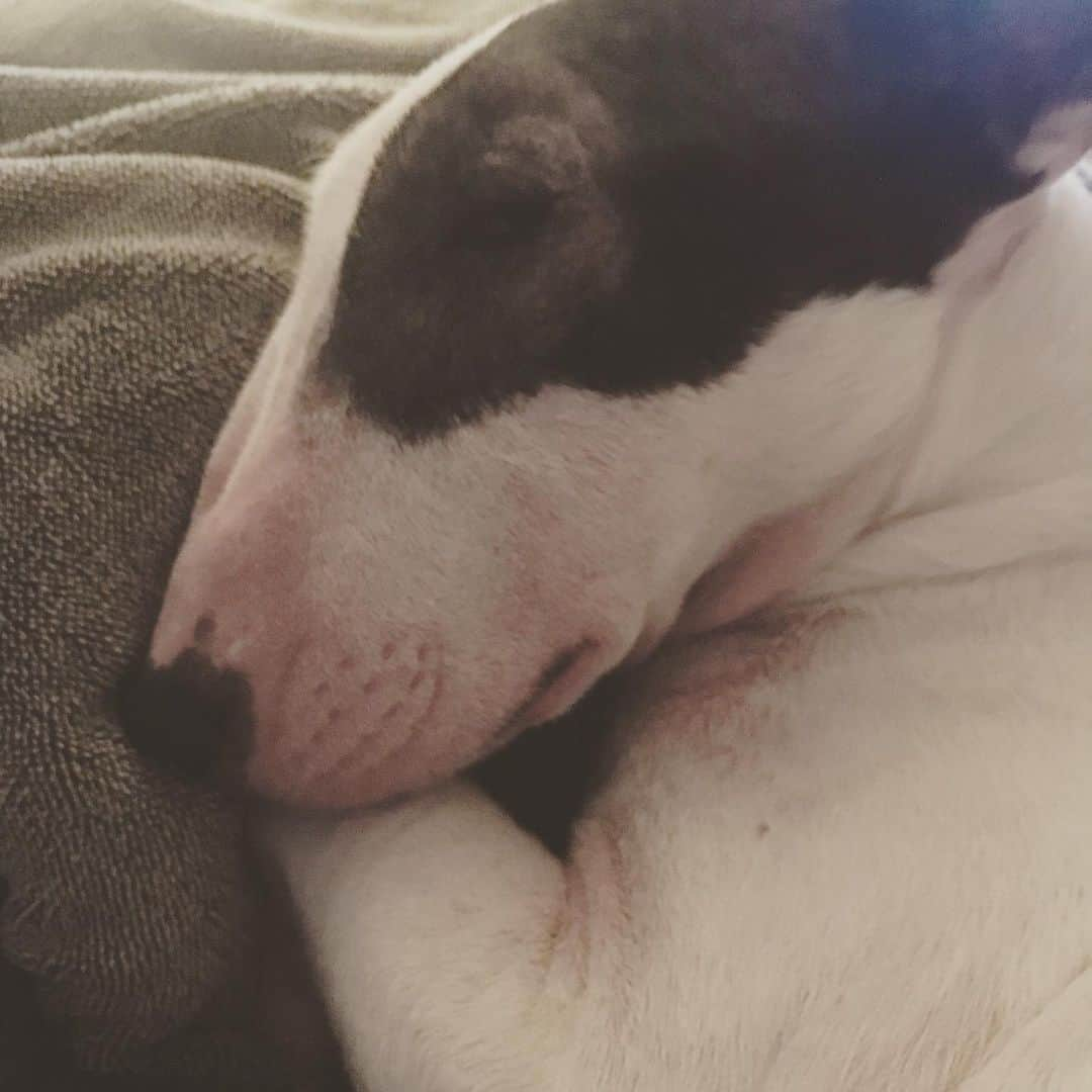 Q太郎さんのインスタグラム写真 - (Q太郎Instagram)「#minituru#bull#terrier#minibullterrier#miniturubullterrier#dog#dogstagram#cute#qtaro#love#family#ミニチュア#ブルテリア#ミニチュアブルテリア#Q太郎」7月10日 15時15分 - qtaro.jun