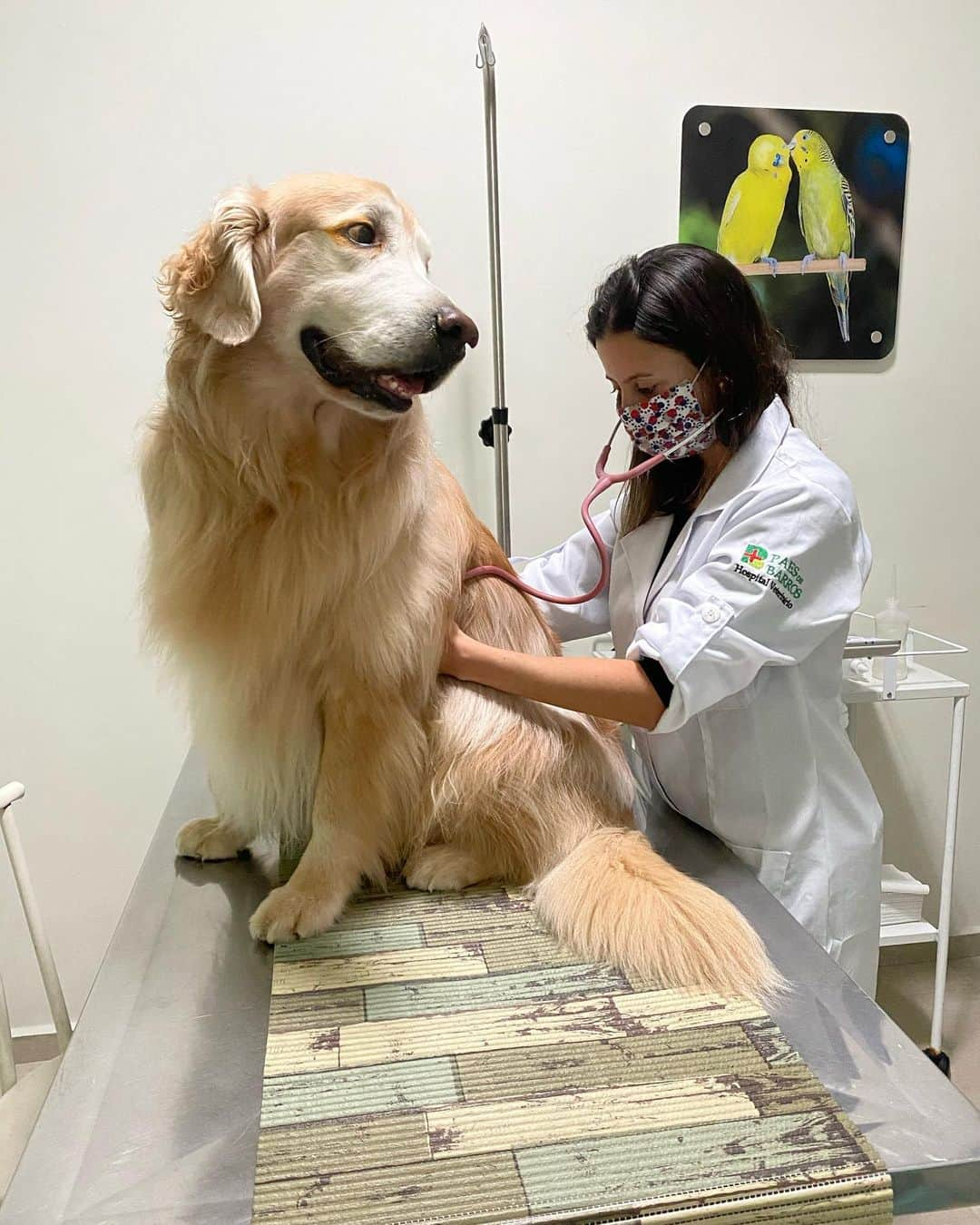 Bobさんのインスタグラム写真 - (BobInstagram)「Resultados do check up geral que Bob fez semana passada no @hospitalvetpaesdebarros ,  tudo certinho com nosso grisalho 💪  exames com a oftalmo @thais.binotto ok ✔️ , de sangue com a vet @pati.lifeandpets ok✔️, ecocardiograma com a vet @jr_diagnostico ok✔️,  eletrocardiograma, urina ok✔️,  No raioX @jr_diagnostico pra acompanhar o problema de coluna dele, mostrou que o quadro está estável em comparação ao último exame e foi sugerido acupuntura como preventivo e já vamos marcar uma avaliação com a @acupuntura_vet 💪 , com os resultados positivos agora podemos marcar a limpeza de tártaro 🦷, Marley fez os exames uns meses atrás quando foi fazer uma citologia e foi tudo certo também 🙏 Saúde da dupla em ordem 💪🙏  Agradecemos a equipe do @hospitalvetpaesdebarros 👏👏👏 . . #checkup #preventivo #hospital24h  #hospitalveterinario #hospitalveterinario24h #acupuntura #mooca #zl #dogs #dogsofinstagram #pets #petlovers #doglovers #instagramers #instagram」7月10日 7時22分 - bob_marley_goldenretriever