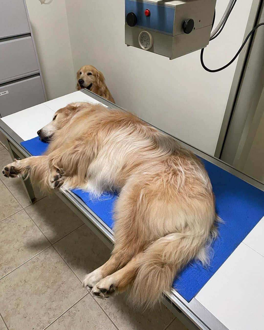 Bobさんのインスタグラム写真 - (BobInstagram)「Resultados do check up geral que Bob fez semana passada no @hospitalvetpaesdebarros ,  tudo certinho com nosso grisalho 💪  exames com a oftalmo @thais.binotto ok ✔️ , de sangue com a vet @pati.lifeandpets ok✔️, ecocardiograma com a vet @jr_diagnostico ok✔️,  eletrocardiograma, urina ok✔️,  No raioX @jr_diagnostico pra acompanhar o problema de coluna dele, mostrou que o quadro está estável em comparação ao último exame e foi sugerido acupuntura como preventivo e já vamos marcar uma avaliação com a @acupuntura_vet 💪 , com os resultados positivos agora podemos marcar a limpeza de tártaro 🦷, Marley fez os exames uns meses atrás quando foi fazer uma citologia e foi tudo certo também 🙏 Saúde da dupla em ordem 💪🙏  Agradecemos a equipe do @hospitalvetpaesdebarros 👏👏👏 . . #checkup #preventivo #hospital24h  #hospitalveterinario #hospitalveterinario24h #acupuntura #mooca #zl #dogs #dogsofinstagram #pets #petlovers #doglovers #instagramers #instagram」7月10日 7時22分 - bob_marley_goldenretriever