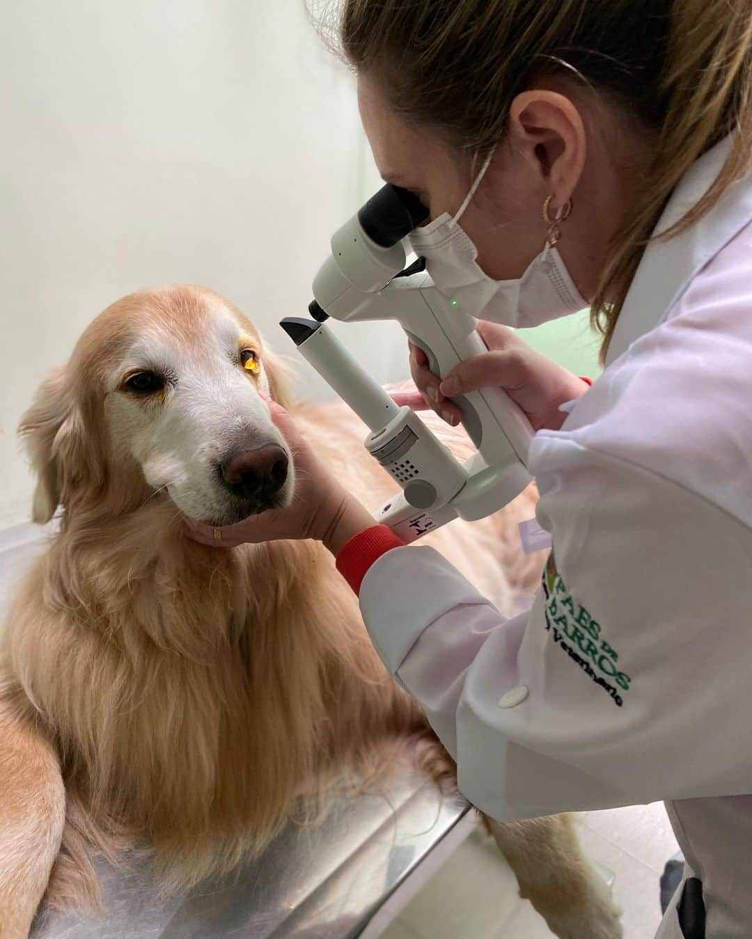 Bobさんのインスタグラム写真 - (BobInstagram)「Resultados do check up geral que Bob fez semana passada no @hospitalvetpaesdebarros ,  tudo certinho com nosso grisalho 💪  exames com a oftalmo @thais.binotto ok ✔️ , de sangue com a vet @pati.lifeandpets ok✔️, ecocardiograma com a vet @jr_diagnostico ok✔️,  eletrocardiograma, urina ok✔️,  No raioX @jr_diagnostico pra acompanhar o problema de coluna dele, mostrou que o quadro está estável em comparação ao último exame e foi sugerido acupuntura como preventivo e já vamos marcar uma avaliação com a @acupuntura_vet 💪 , com os resultados positivos agora podemos marcar a limpeza de tártaro 🦷, Marley fez os exames uns meses atrás quando foi fazer uma citologia e foi tudo certo também 🙏 Saúde da dupla em ordem 💪🙏  Agradecemos a equipe do @hospitalvetpaesdebarros 👏👏👏 . . #checkup #preventivo #hospital24h  #hospitalveterinario #hospitalveterinario24h #acupuntura #mooca #zl #dogs #dogsofinstagram #pets #petlovers #doglovers #instagramers #instagram」7月10日 7時22分 - bob_marley_goldenretriever