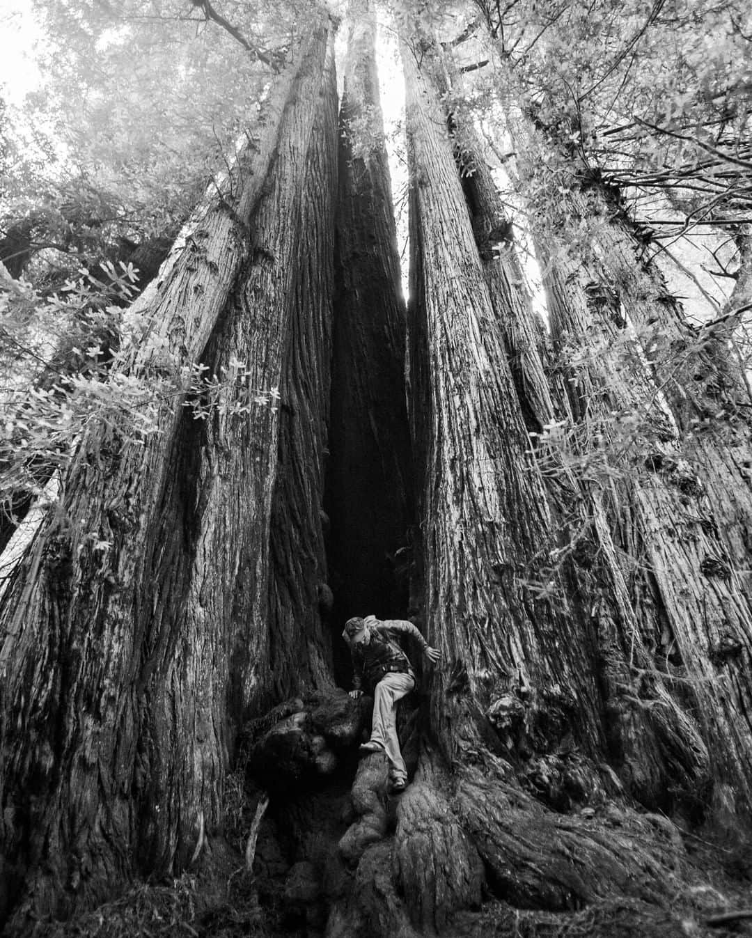 ナショナルジオグラフィックさんのインスタグラム写真 - (ナショナルジオグラフィックInstagram)「Photo by @michaelchristopherbrown  Michael Fay descends from a stand of redwoods along the Rhododendron Trail, inside Prairie Creek Redwoods State Park in California. A coastal sanctuary for old-growth redwood trees, Prairie Creek is one of several parks collectively designated as a World Heritage site, part of the California Coast Ranges International Biosphere Reserve.  In 2008 Fay and hiking partner Lindsey Holm finished the first comprehensive transect of the redwood range, covering 1,800 miles of Pacific coastal forest for the National Geographic magazine story “The Redwoods Point the Way.” Follow @michaelchristopherbrown for more human stories around the world.  Check out Nat Geo's link in bio for more on this story.」7月10日 7時35分 - natgeo