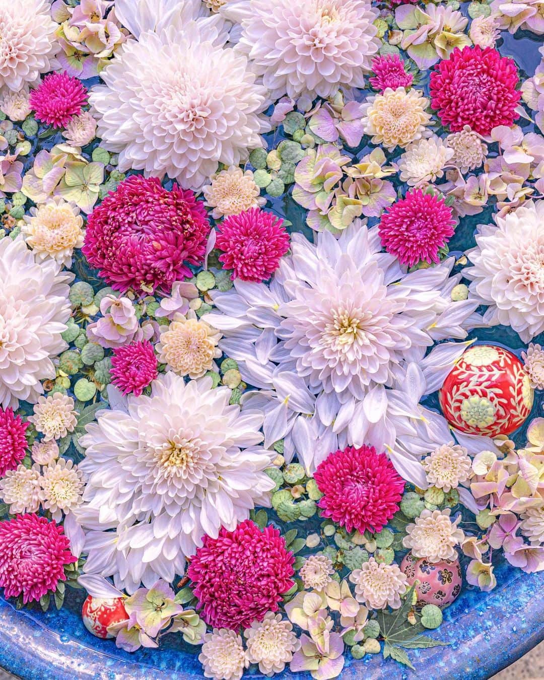 ももせゆきさんのインスタグラム写真 ももせゆきinstagram カラフルな花手水が 大好物です 花手水 Ig Phos Japan Daytime View 絶景 はなまっぷ Genic Mag Instagram Igersjp Retrip Nippon Hubsplanet カメラ女子