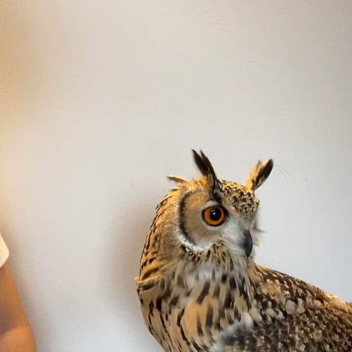 GEN3 Owlのインスタグラム：「おはようございます🦉 Good morning. #owl #owlgaru」