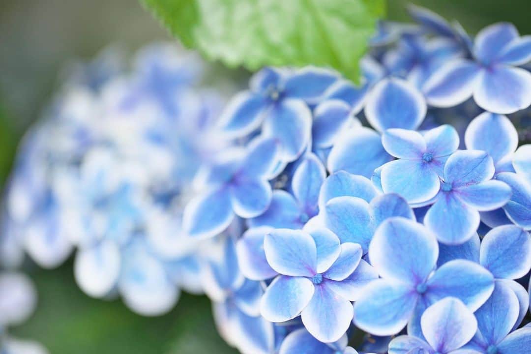 kiccyomuのインスタグラム：「☁️ 2020.07.10 Fri #鎌倉 時々見かける #紫陽花 白い縁取りが綺麗ですネ😊  紫陽花も終盤… 梅雨も早く明けますように😥  #心に花を 金曜日…今日も元気に🤗  location #神奈川 📷撮影 2020年06月20日」