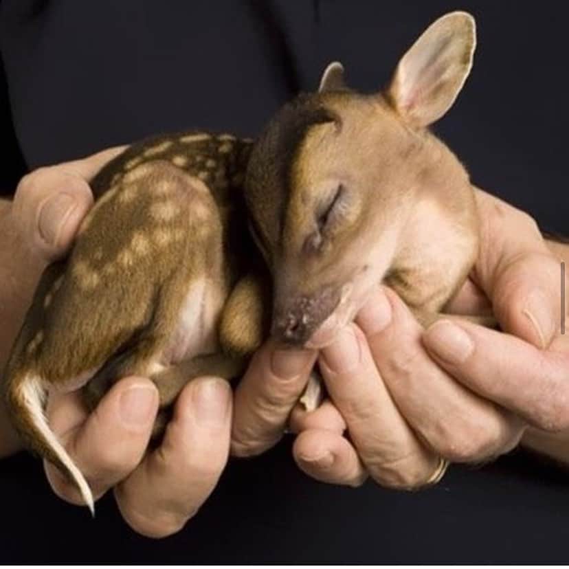 Baby Animalsさんのインスタグラム写真 - (Baby AnimalsInstagram)「Baby deer taking a nap 🥰」7月10日 7時48分 - thebabyanimals