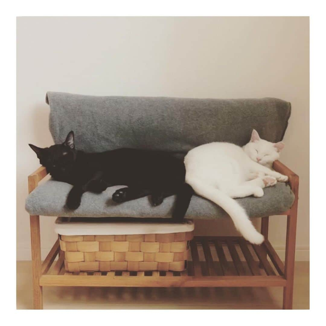 こむぎさんのインスタグラム写真 - (こむぎInstagram)「* 「あのね、ねこのきもち8月号にわたちのってるよ😸」 今回はごまちゃんだけじゃないんだよ、ごまちゃんもよく知っている子たちも載ってるよ☺️ ・ ねこのきもち連載"保護猫とわたし"の第8回目は私が岐阜へ移り住んで最初の預かり猫しーちゃんと、しーちゃんの里親さんが次に迎えてくださった雪ちゃんのことを書かせていただいております☺️ 2人ともごまちゃんと仲良くしてくれて本当にありがとうね🙏🏻 里親さんのInstagramは、 @shirayuki_life (パパさん) @shirayuki___chan (ママさん) 懐かしい写真にきゅんとしたので何枚かアップします♡ ・ やっぱり成猫は可愛い。 子猫ももちろん可愛いんだけど、成猫は今まで苦労してきた子もいるので、その分幸せにしてあげたいなとフツフツと愛情が湧き上がる〜🥰 最初は怖がっていた子も少しずつ心を開いてくれて、本当にたまらんですよ😂 ぜひ猫をお迎えされる時、成猫も検討いただけると嬉しいです☺️ また、預かり保護ボランティアが足りなくて保護されて避妊去勢されたあとお外にリターンされる子たちもまだまだいます。 これまで何匹も送り出していますが、みんなが幸せになっていく姿をみて、預かり保護ボランティアをやっていて本当良かったなぁと思います。 岐阜崩壊現場の子たちもまだ現場に8匹残されていて順に脱出させてあげたいのですが預かりさんが足りていません😢 我が家も現在4匹引いてきてるのでキャパオーバー😂 預かり保護ボランティアもご検討いただけると嬉しいな☺️ ・ この連載は @riepoyonn さん @rie_mrmt さんの2人のりえさん😆と一緒に 3人で行うリレー連載です✨ 保護猫のことをたくさんの方に知ってもらえますように🙏🏻✨ #ねこのきもち #ねこのきもち連載 #保護猫とわたし #黒猫ごま味」7月10日 8時12分 - tomochunba