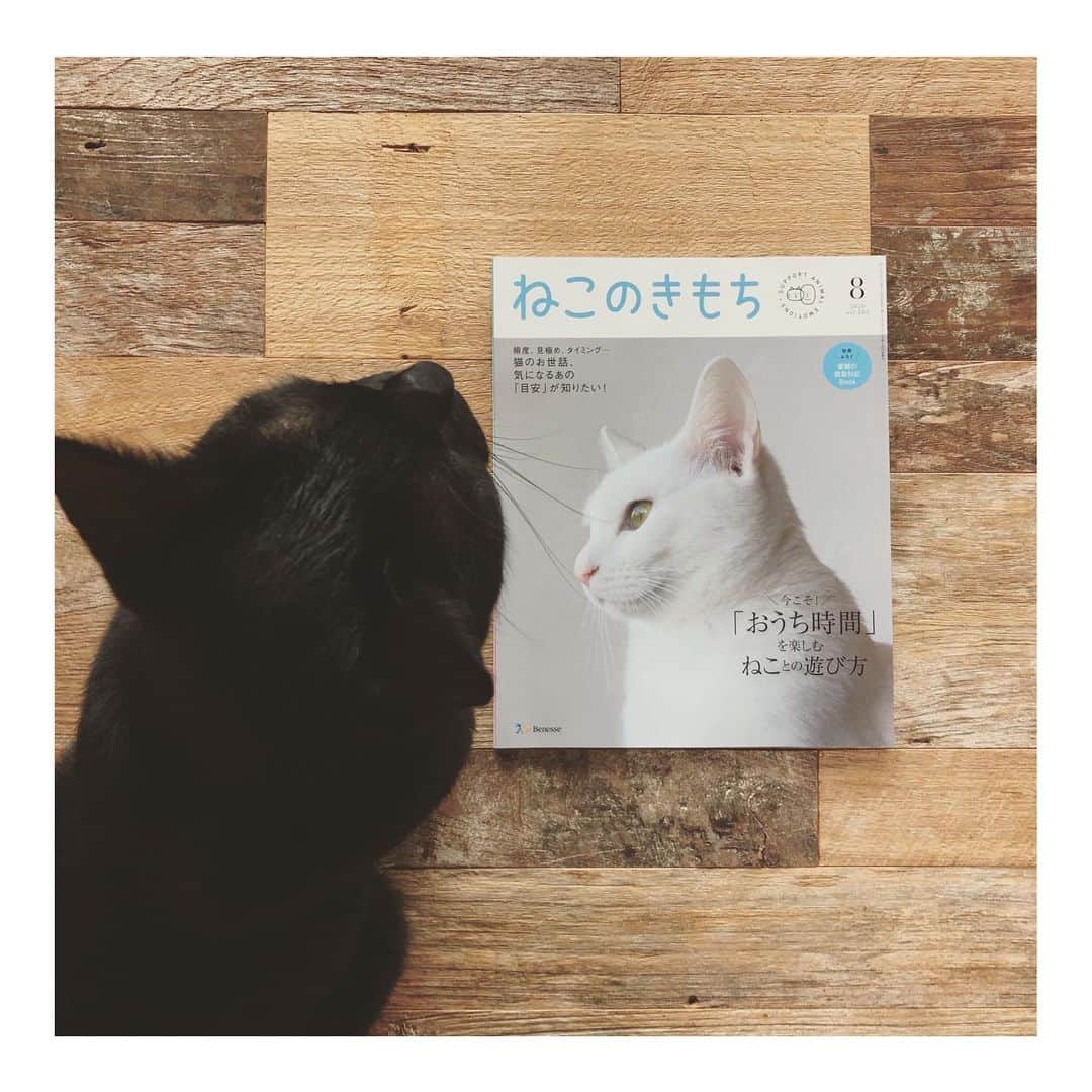 こむぎのインスタグラム：「* 「あのね、ねこのきもち8月号にわたちのってるよ😸」 今回はごまちゃんだけじゃないんだよ、ごまちゃんもよく知っている子たちも載ってるよ☺️ ・ ねこのきもち連載"保護猫とわたし"の第8回目は私が岐阜へ移り住んで最初の預かり猫しーちゃんと、しーちゃんの里親さんが次に迎えてくださった雪ちゃんのことを書かせていただいております☺️ 2人ともごまちゃんと仲良くしてくれて本当にありがとうね🙏🏻 里親さんのInstagramは、 @shirayuki_life (パパさん) @shirayuki___chan (ママさん) 懐かしい写真にきゅんとしたので何枚かアップします♡ ・ やっぱり成猫は可愛い。 子猫ももちろん可愛いんだけど、成猫は今まで苦労してきた子もいるので、その分幸せにしてあげたいなとフツフツと愛情が湧き上がる〜🥰 最初は怖がっていた子も少しずつ心を開いてくれて、本当にたまらんですよ😂 ぜひ猫をお迎えされる時、成猫も検討いただけると嬉しいです☺️ また、預かり保護ボランティアが足りなくて保護されて避妊去勢されたあとお外にリターンされる子たちもまだまだいます。 これまで何匹も送り出していますが、みんなが幸せになっていく姿をみて、預かり保護ボランティアをやっていて本当良かったなぁと思います。 岐阜崩壊現場の子たちもまだ現場に8匹残されていて順に脱出させてあげたいのですが預かりさんが足りていません😢 我が家も現在4匹引いてきてるのでキャパオーバー😂 預かり保護ボランティアもご検討いただけると嬉しいな☺️ ・ この連載は @riepoyonn さん @rie_mrmt さんの2人のりえさん😆と一緒に 3人で行うリレー連載です✨ 保護猫のことをたくさんの方に知ってもらえますように🙏🏻✨ #ねこのきもち #ねこのきもち連載 #保護猫とわたし #黒猫ごま味」