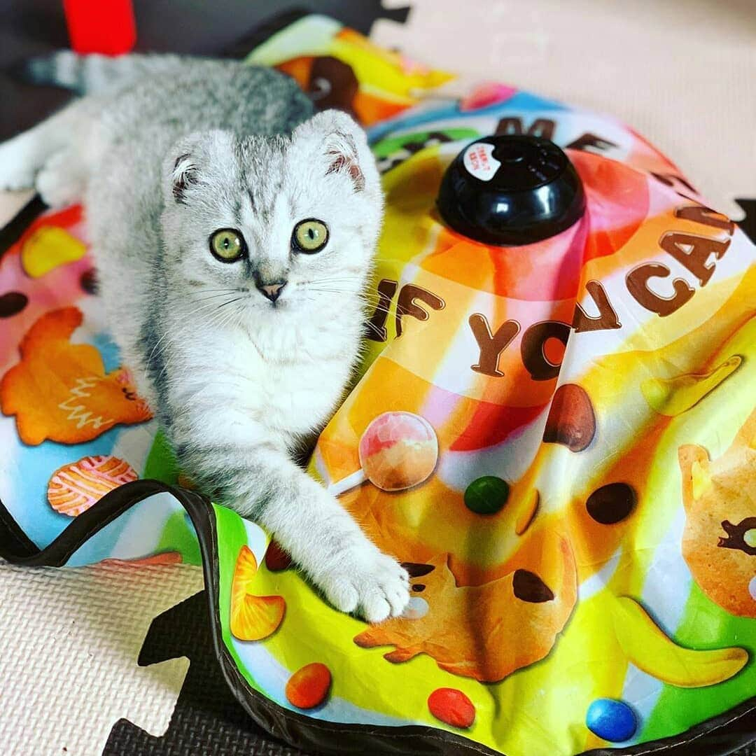 猫壱（ねこいち•ネコイチ）さんのインスタグラム写真 - (猫壱（ねこいち•ネコイチ）Instagram)「. 【Instagramに投稿して猫壱商品をもらっちゃおう✨ 】 ▫ キャッチミーイフユーキャン2のモデルさん？！ ▫ #このまま広告に使えそうな #上手なカメラ目線📷✨ ▫ ▫ お写真の商品は#キャッチミーイフユーキャン2 でした✨ ▫ ▫ ▫ :::::::::#猫壱 ::::::: #猫壱キャンペーン 7月はキャッチミーイフユーキャンが対象です❤ ▫ お持ちの方は @necoichicojp から応募要項をチェックして是非ご応募くださいね❤ ▫ ▫ Repost from @yamachan_523 thank-you💕💕💕」7月10日 8時27分 - necoichicojp