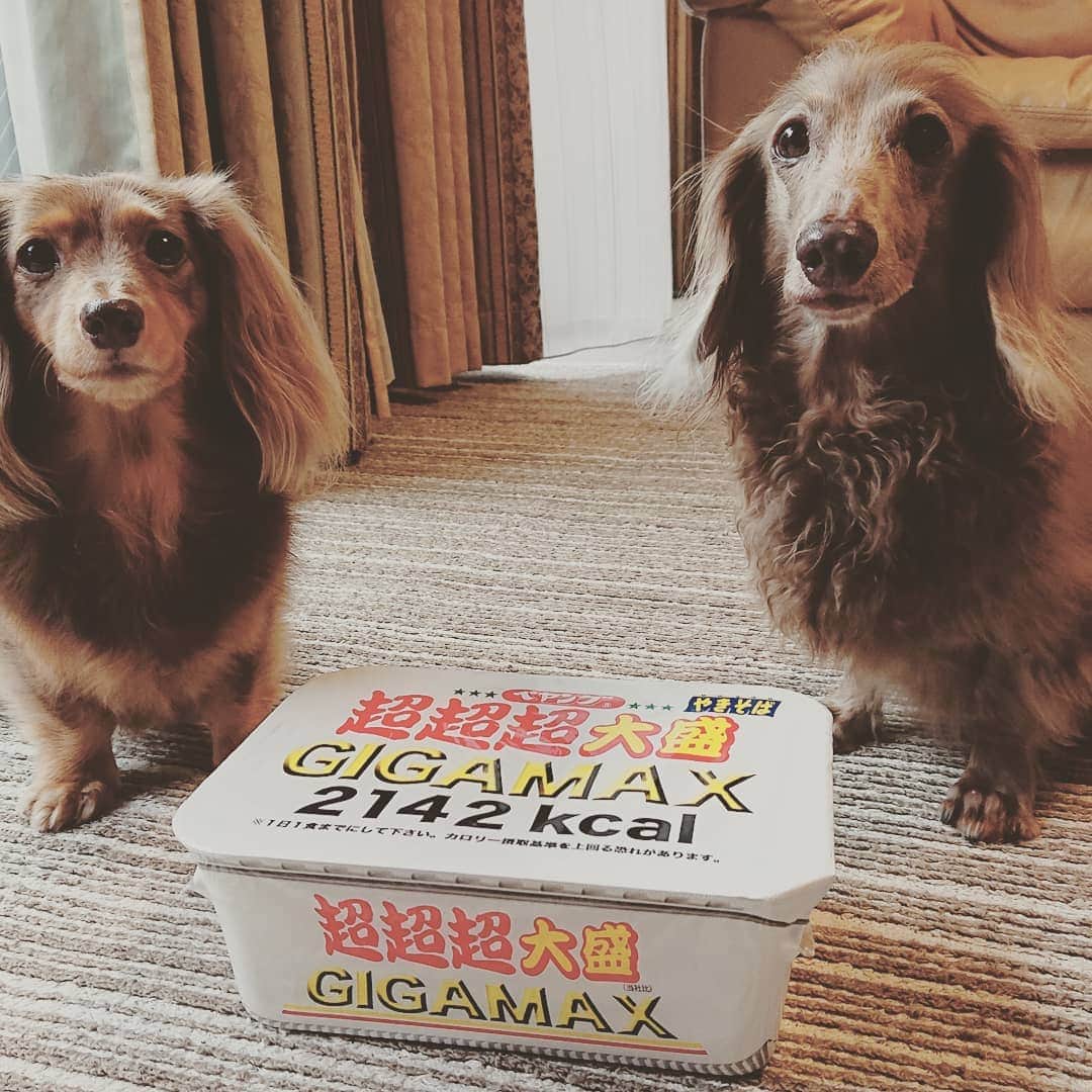 くるみんのインスタグラム：「* 超絶デカいペヤング見つけた カロリーと注意書きが凄い パパと半分こで食べよ  #ミニチュアダックスフンド #ミニチュアダックスフント #ミニチュアダックス #イザベラタン #イザベラ #カニンヘンダックスフント #カニンヘン #カニンヘンダックス #カニンヘンダックスフンドの日常 #カニンヘンの会 #カニンヘンダックスフンド #チョコタンダックスフント #チョコタンダックスフンド #チョコタンダックス #チョコタン #ダックスlove #ダックス多頭飼い #ダックスフント #ダックスフンドカニンヘン #ダックス部 #ダックス大好き #ダックスフンド #ダックス #いぬばか部 #いぬすたぐらむ #短足部 #ペヤング #dachshund #instagramdog #inustagram」