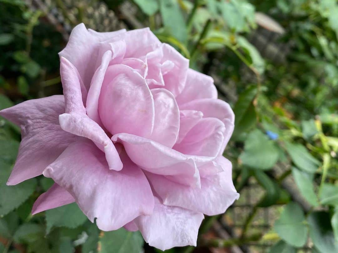 岡部晴彦さんのインスタグラム写真 - (岡部晴彦Instagram)「#バラ日記 #roses 72日目  ジャンヌダルク  パローレ  アルティシモ  ピエールドロンサール  イングリッドバーグマン  シャルルドゴール  ラプソディインブルー  チアガール バレリーナ  #roses🌹 #rosestagram #rose」7月10日 8時35分 - hal_96