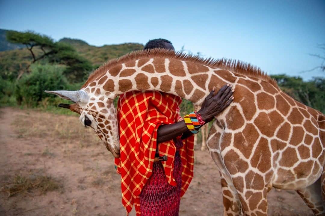 National Geographic Travelさんのインスタグラム写真 - (National Geographic TravelInstagram)「Photo by @amivitale  An orphaned baby reticulated giraffe embraces Reteti Elephant Sanctuary (@r.e.s.c.u.e) wildlife keeper Lekupania. This giraffe will be rehabilitated and returned to the wild, as a number of others have before him. Across Africa giraffes are undergoing what has been referred to as a silent extinction. Current estimates of populations across Africa have dropped 40 percent in three decades, plummeting from approximately 155,000 in the 1980s to under 100,000 today. The decline is thought to be caused by habitat loss and fragmentation and poaching, but with the lack of long-term conservation efforts in the past, it's hard to know exactly. Reticulated giraffes number fewer than 16,000 individuals. Scientists are now undertaking major studies to understand why giraffes are disappearing and what can be done to stop it.  Follow @r.e.s.c.u.e, @amivitale, @giraffe_conservation, and @sdzsafaripark to learn more. @kenyawildlifeservice @thephotosociety #giraffe #giraffes #kenya #stoppoaching #conservation」7月10日 9時05分 - natgeotravel