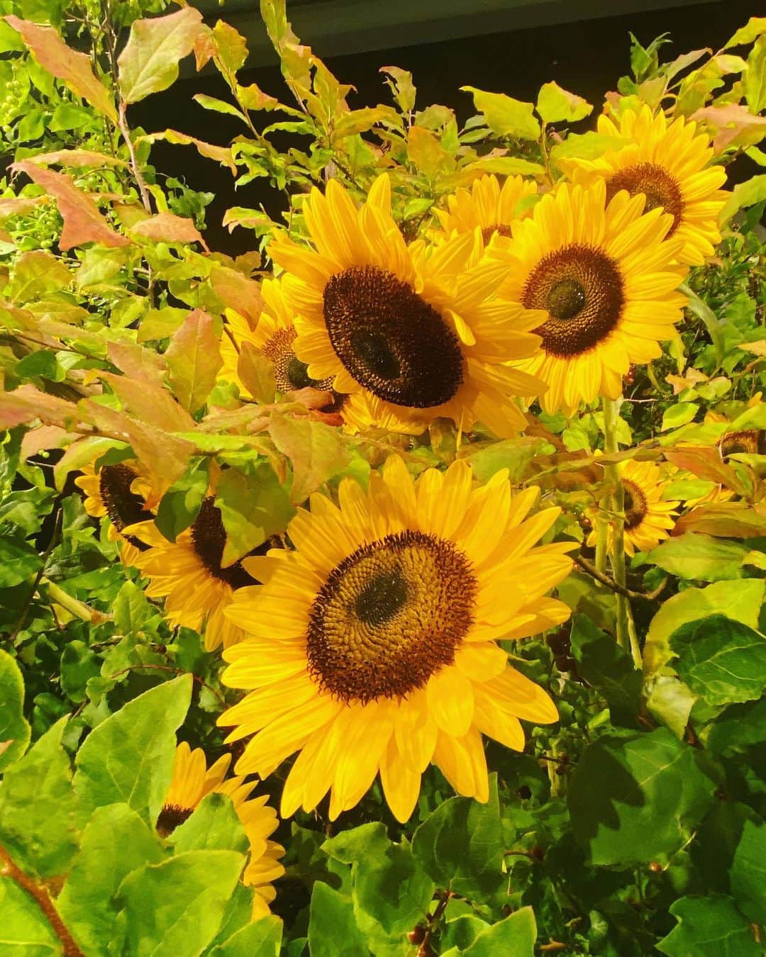 ホテル ニューオータニさんのインスタグラム写真 - (ホテル ニューオータニInstagram)「東京では雨の日が続いておりますが、ロビーはひまわりを主役にした#草月流 の装花で、一足先に夏のムードに。﻿ ﻿ 今年の夏は、ホテルニューオータニで都会のリゾートステイをお楽しみください🥂✨﻿ ﻿ We hope your weekend is as cheerful as these bright sunflowers displayed in our lobby✨﻿ ﻿ ◇館内では、お客さまに安心・安全にお過ごしいただけますよう対策を徹底しております。詳細は @hotelnewotanitokyo プロフィールのリンクより公式WEBサイトへ。」7月10日 9時07分 - hotelnewotanitokyo